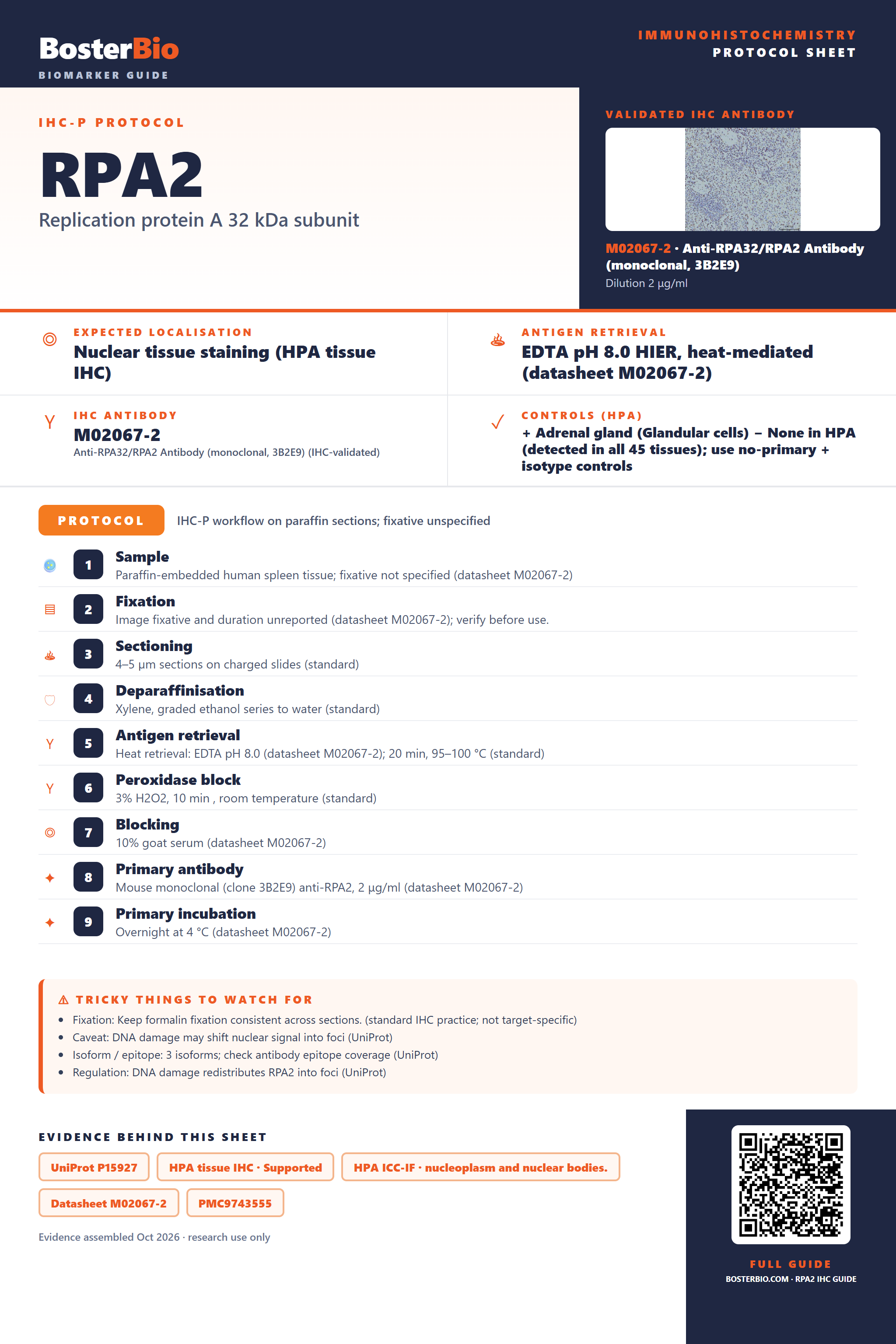 Immunohistochemistry protocol sheet for RPA2 (IHC for RPA2): expected localisation Nuclear tissue staining (HPA tissue IHC), antibody M02067-2, validated IHC image, and IHC protocol steps