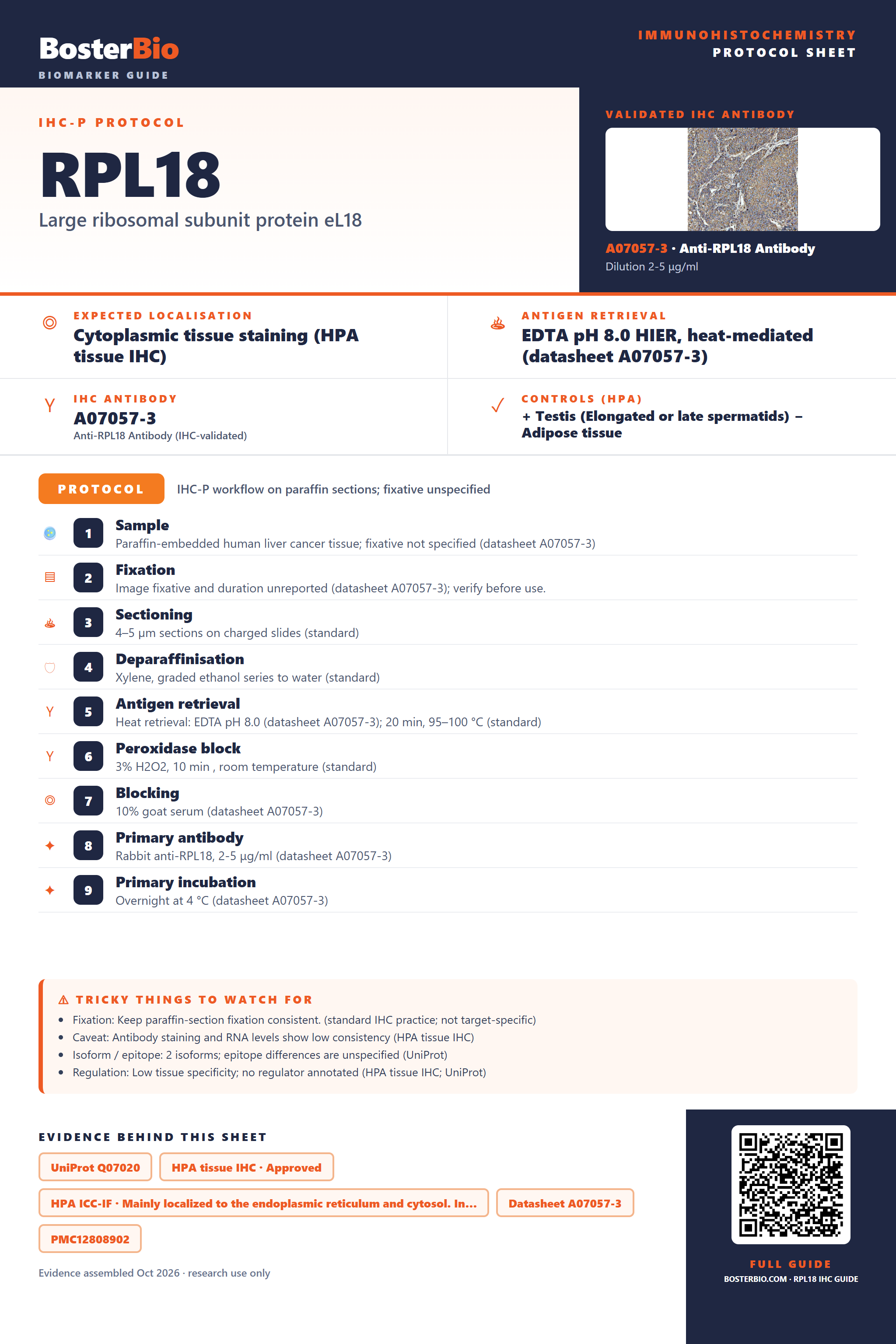 Immunohistochemistry protocol sheet for RPL18 (IHC for RPL18): expected localisation Cytoplasmic tissue staining (HPA tissue IHC), antibody A07057-3, validated IHC image, and IHC protocol steps
