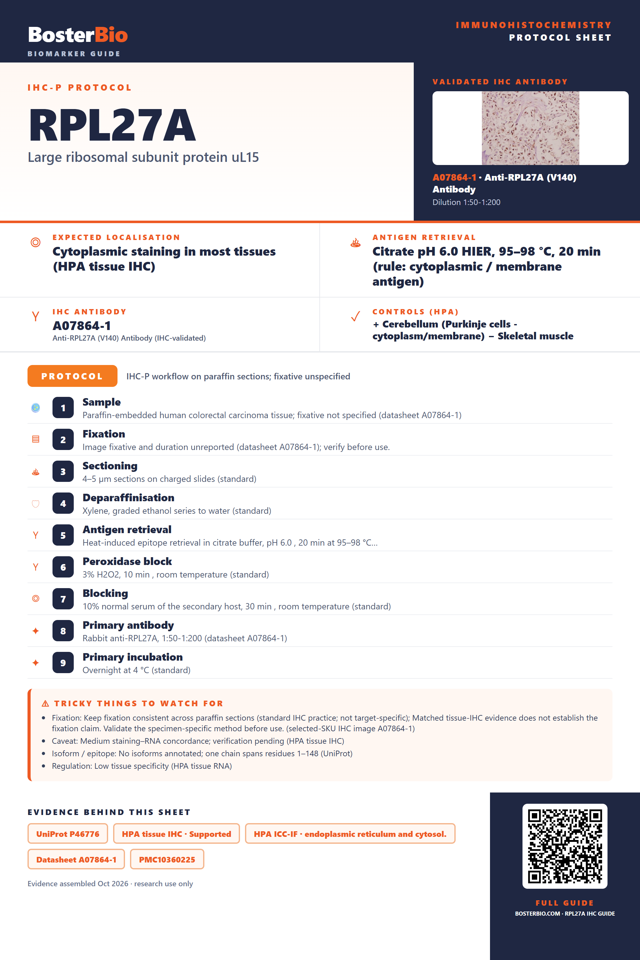 Immunohistochemistry protocol sheet for RPL27A (IHC for RPL27A): expected localisation Cytoplasmic staining in most tissues (HPA tissue IHC), antibody A07864-1, validated IHC image, and IHC protocol steps