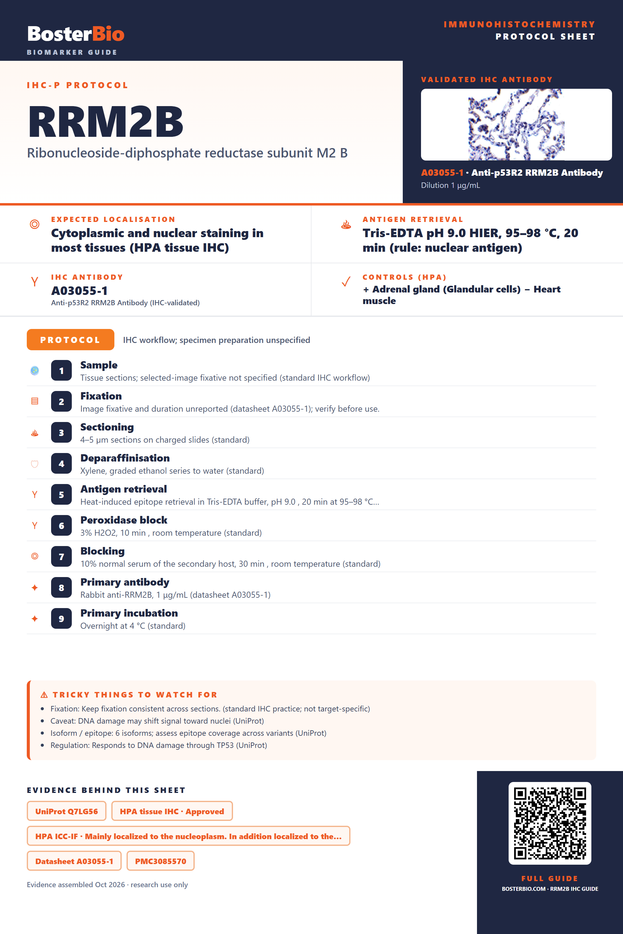 Immunohistochemistry protocol sheet for RRM2B (IHC for RRM2B): expected localisation Cytoplasmic and nuclear staining in most tissues (HPA tissue IHC), antibody A03055-1, validated IHC image, and IHC protocol steps