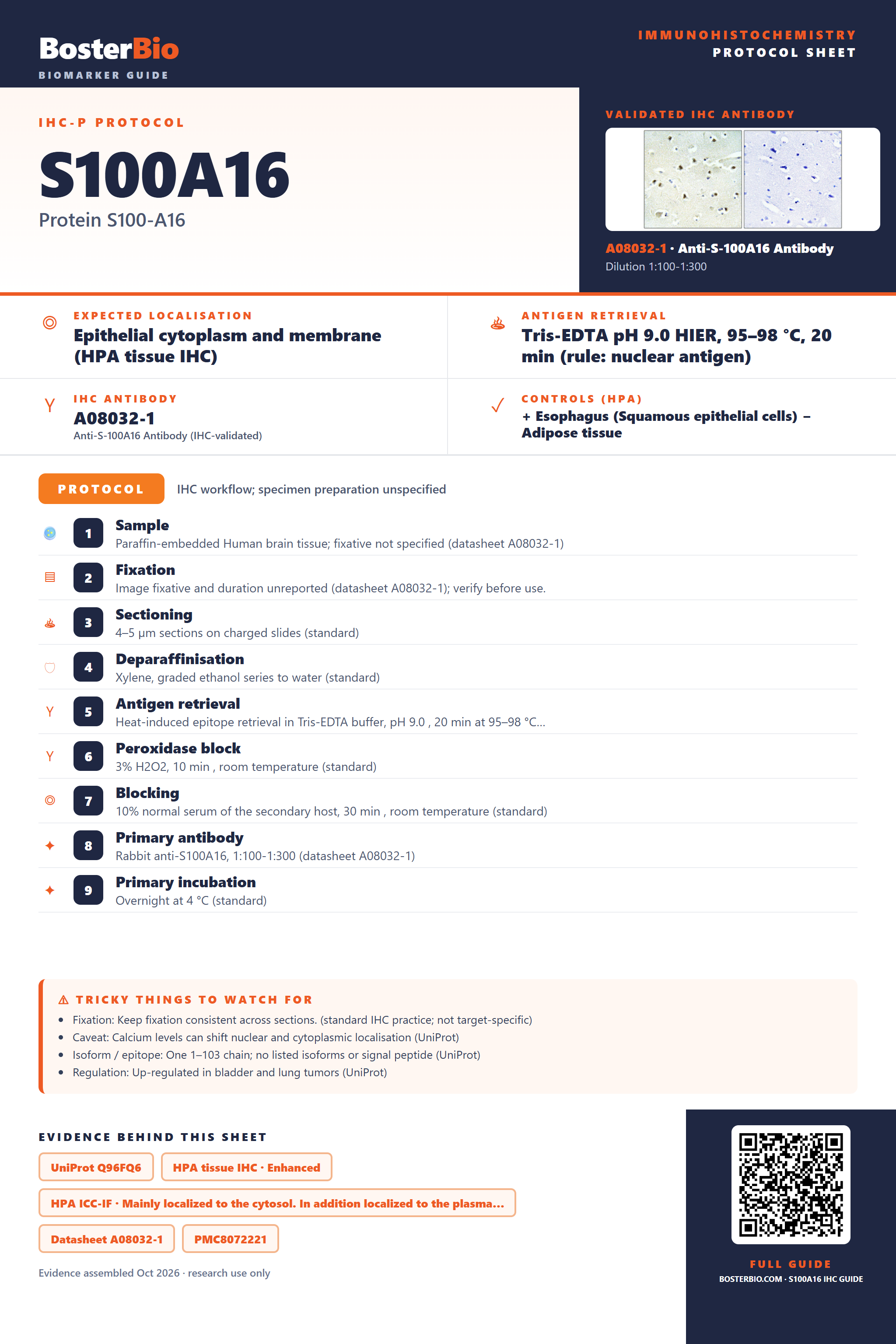Immunohistochemistry protocol sheet for S100A16 (IHC for S100A16): expected localisation Epithelial cytoplasm and membrane (HPA tissue IHC), antibody A08032-1, validated IHC image, and IHC protocol steps