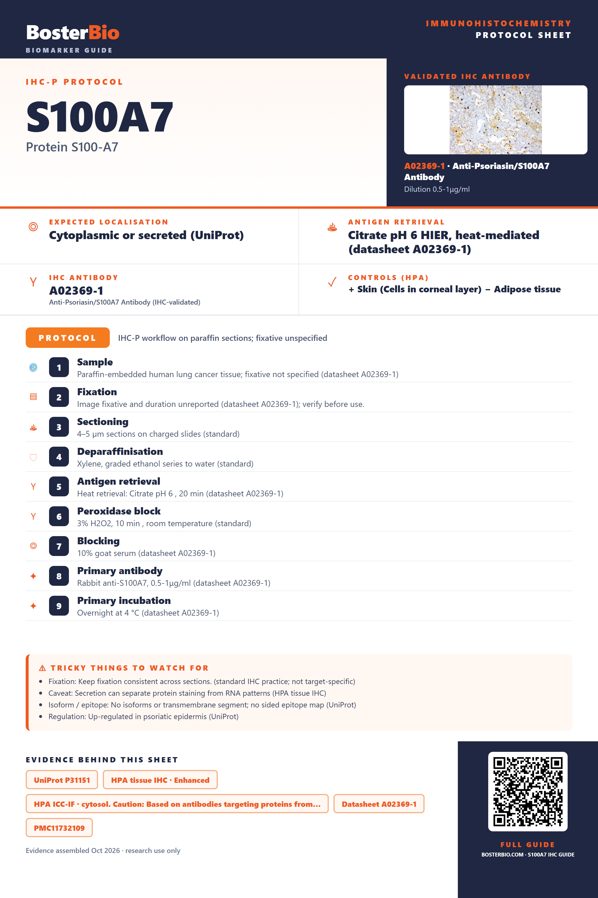 Immunohistochemistry protocol sheet for S100A7 (IHC for S100A7): expected localisation Cytoplasmic or secreted (UniProt), antibody A02369-1, validated IHC image, and IHC protocol steps
