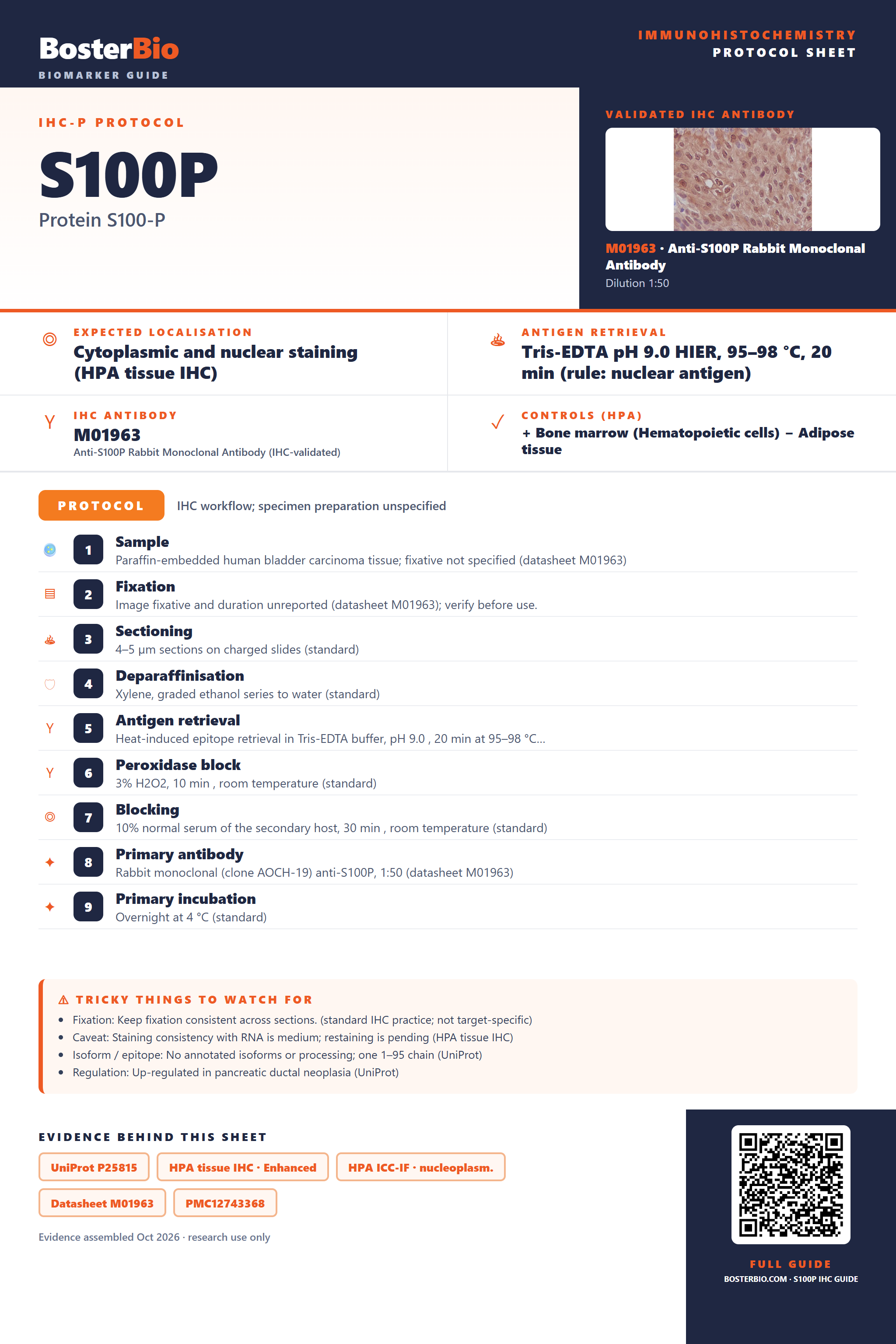 Immunohistochemistry protocol sheet for S100P (IHC for S100P): expected localisation Cytoplasmic and nuclear staining (HPA tissue IHC), antibody M01963, validated IHC image, and IHC protocol steps