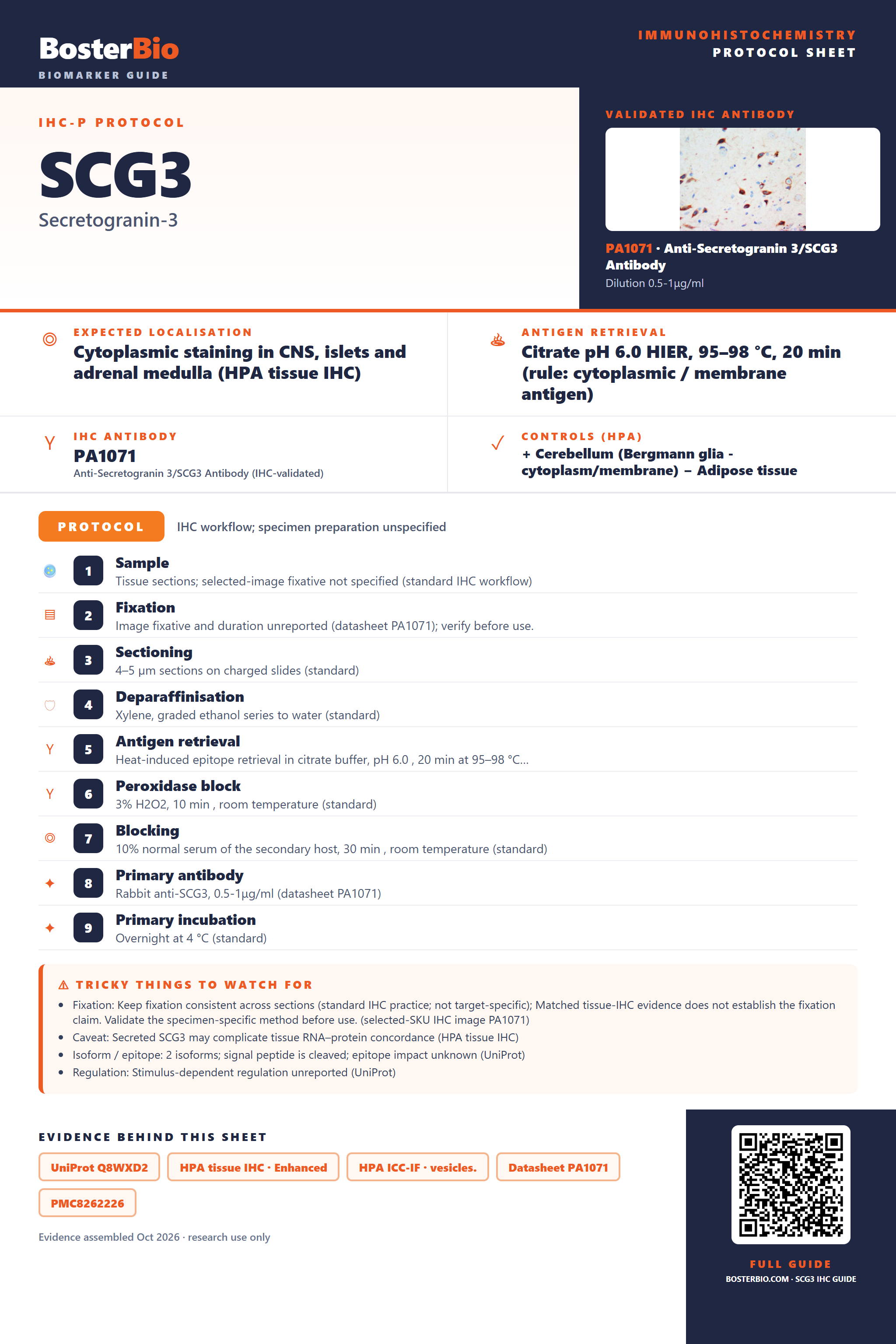 Immunohistochemistry protocol sheet for SCG3 (IHC for SCG3): expected localisation Cytoplasmic staining in CNS, islets and adrenal medulla (HPA tissue IHC), antibody PA1071, validated IHC image, and IHC protocol steps