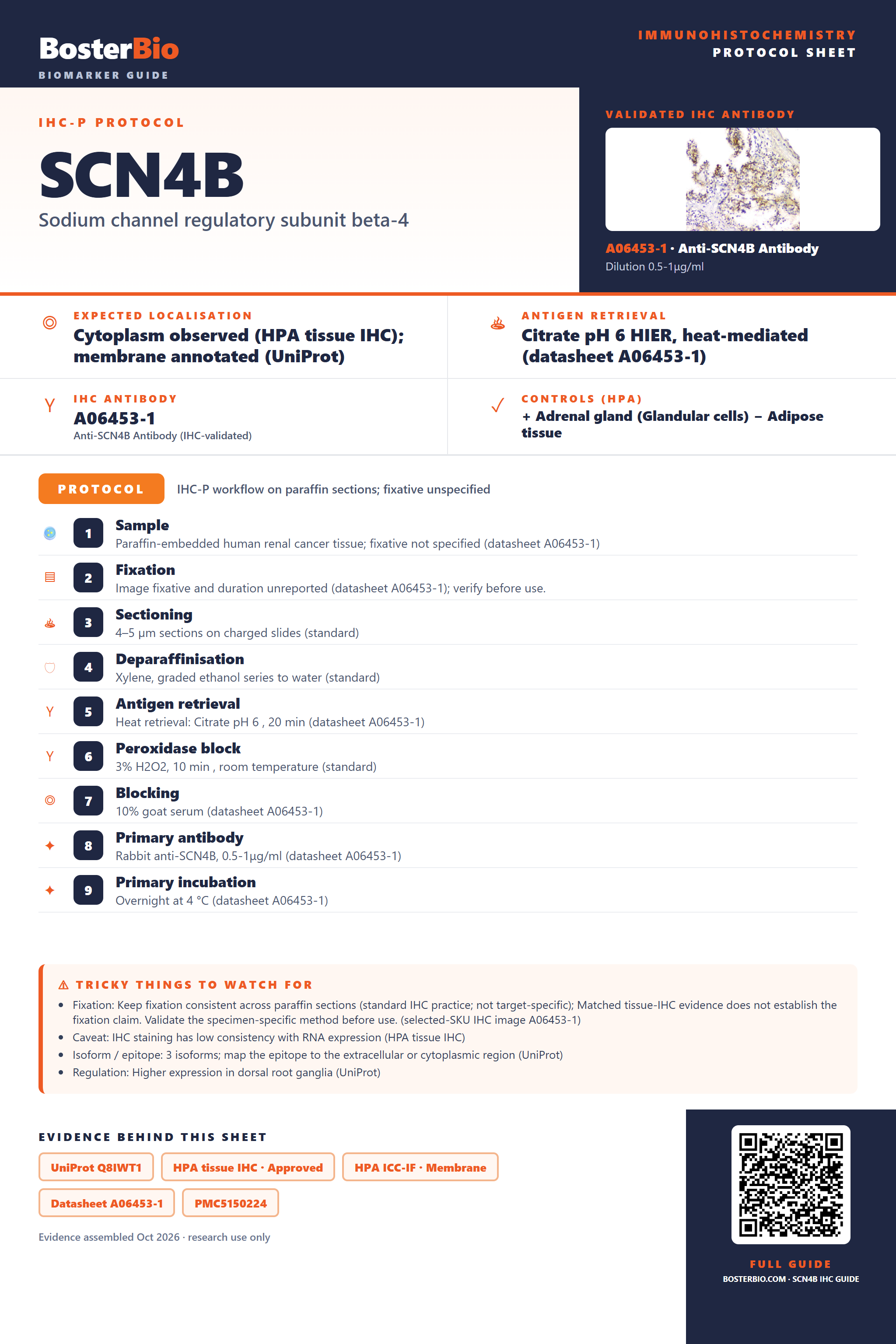 Immunohistochemistry protocol sheet for SCN4B (IHC for SCN4B): expected localisation Cytoplasm observed (HPA tissue IHC); membrane annotated (UniProt), antibody A06453-1, validated IHC image, and IHC protocol steps