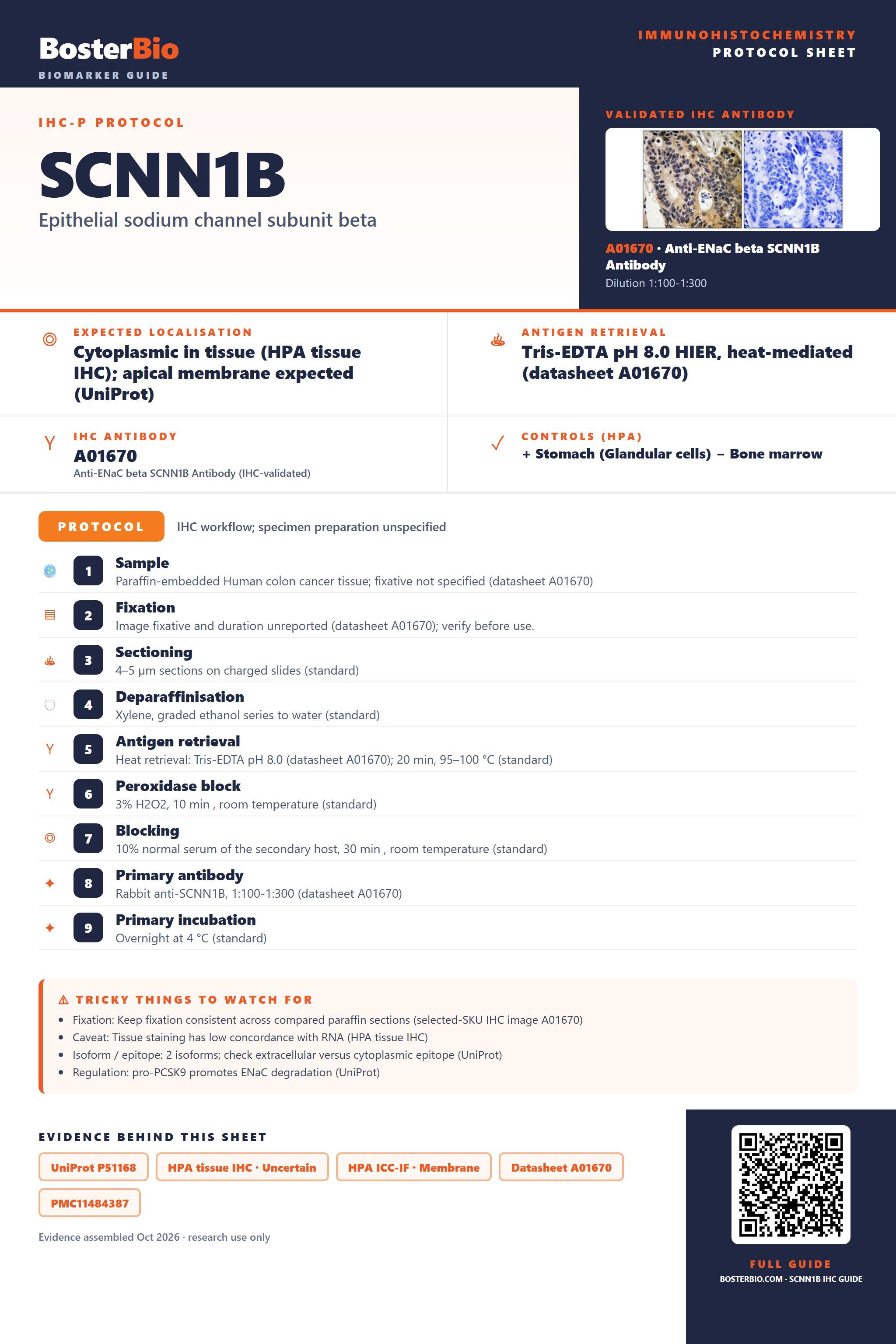 Immunohistochemistry protocol sheet for SCNN1B (IHC for SCNN1B): expected localisation Cytoplasmic in tissue (HPA tissue IHC); apical membrane expected (UniProt), antibody A01670, validated IHC image, and IHC protocol steps