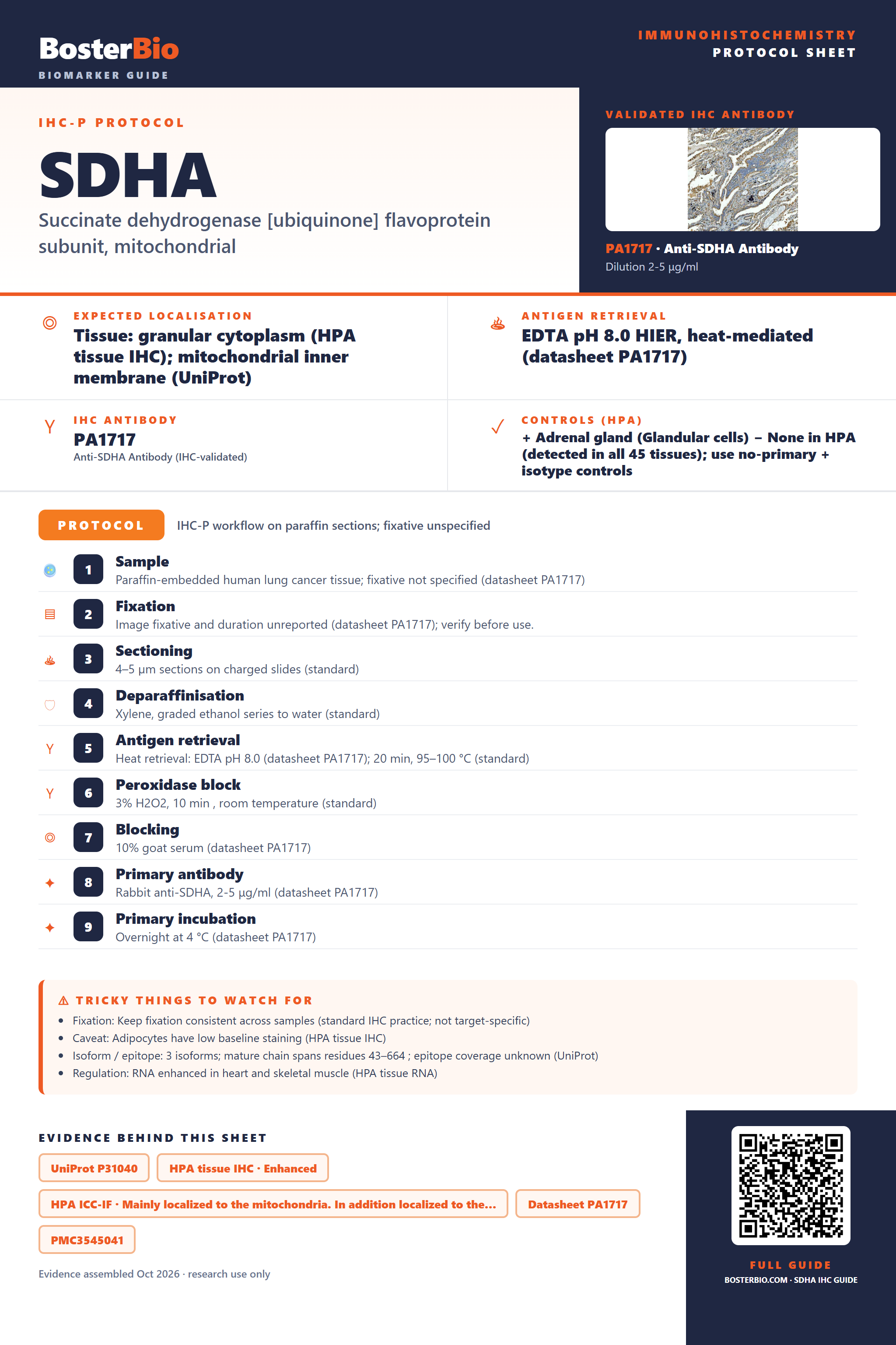 Immunohistochemistry protocol sheet for SDHA (IHC for SDHA): expected localisation Tissue: granular cytoplasm (HPA tissue IHC); mitochondrial inner membrane (UniProt), antibody PA1717, validated IHC image, and IHC protocol steps