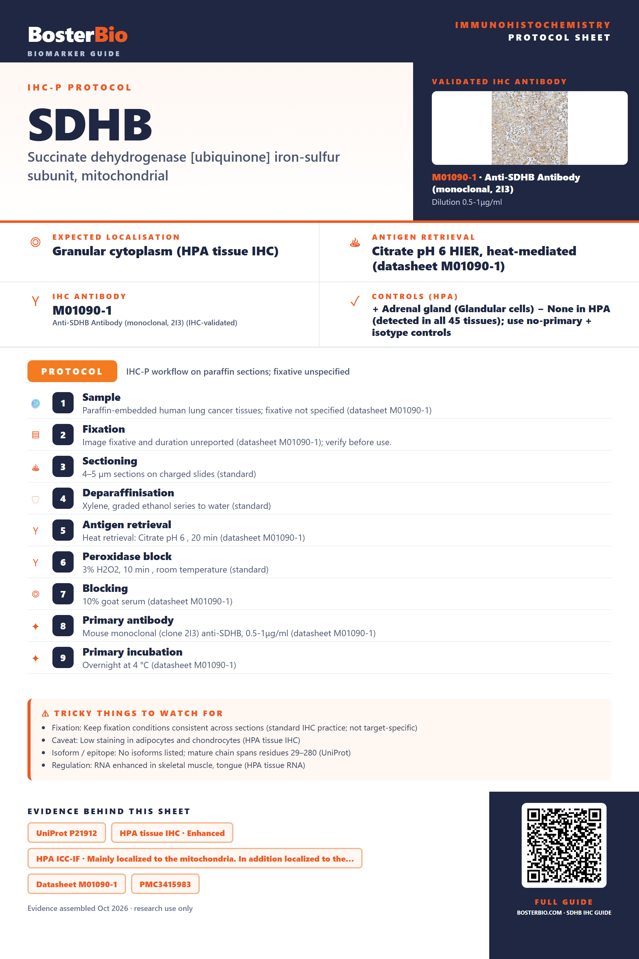 Immunohistochemistry protocol sheet for SDHB (IHC for SDHB): expected localisation Granular cytoplasm (HPA tissue IHC), antibody M01090-1, validated IHC image, and IHC protocol steps
