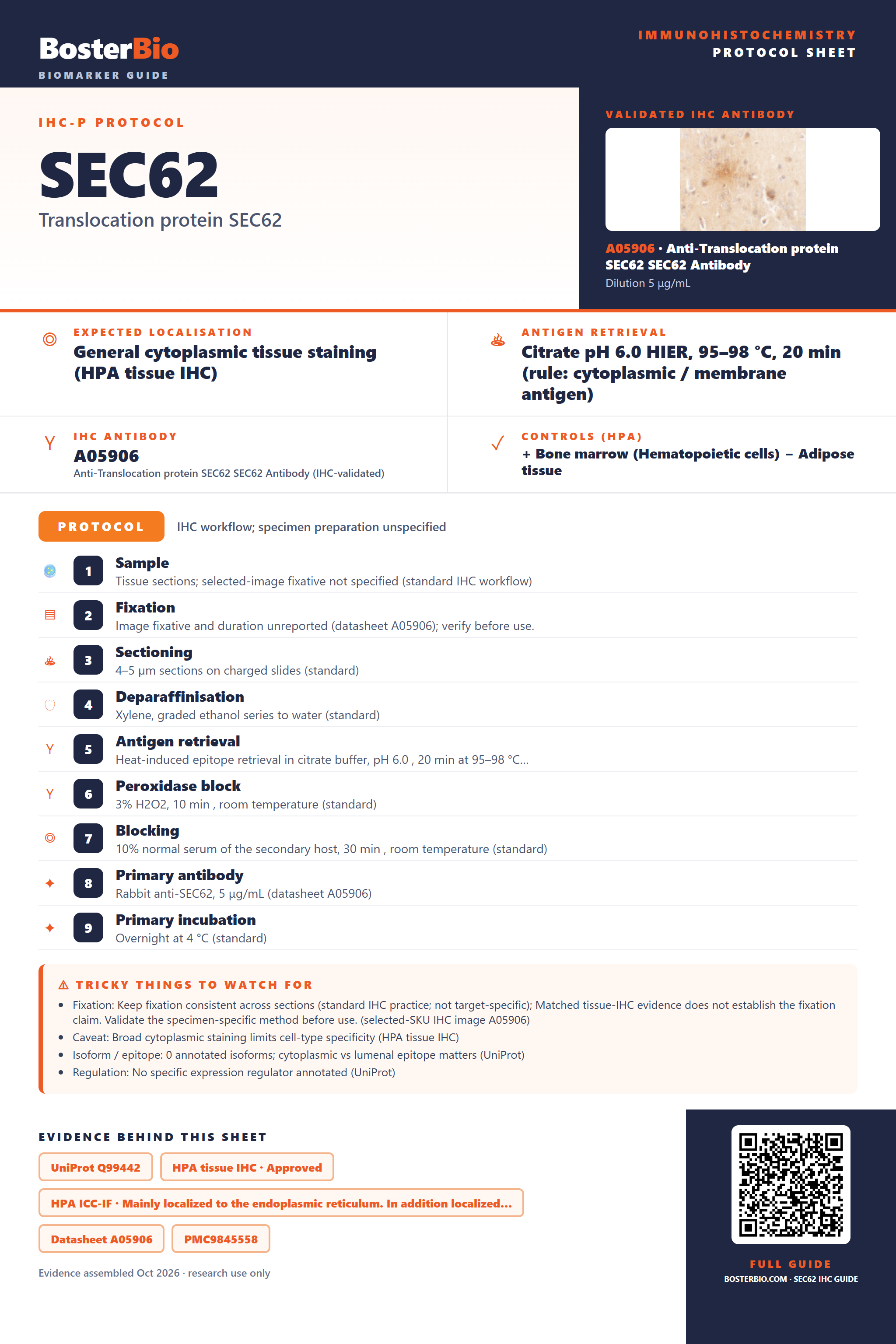 Immunohistochemistry protocol sheet for SEC62 (IHC for SEC62): expected localisation General cytoplasmic tissue staining (HPA tissue IHC), antibody A05906, validated IHC image, and IHC protocol steps