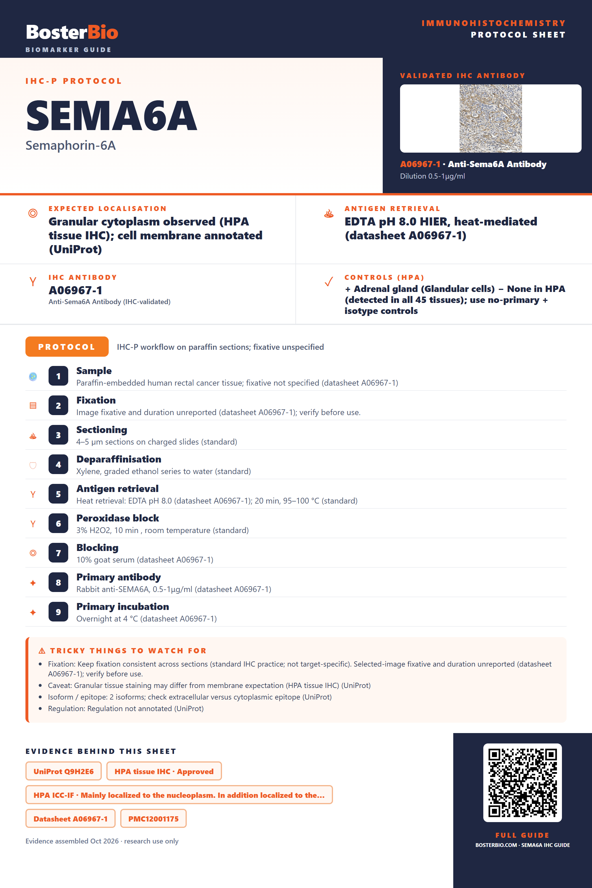 Immunohistochemistry protocol sheet for SEMA6A (IHC for SEMA6A): expected localisation Granular cytoplasm observed (HPA tissue IHC); cell membrane annotated (UniProt), antibody A06967-1, validated IHC image, and IHC protocol steps