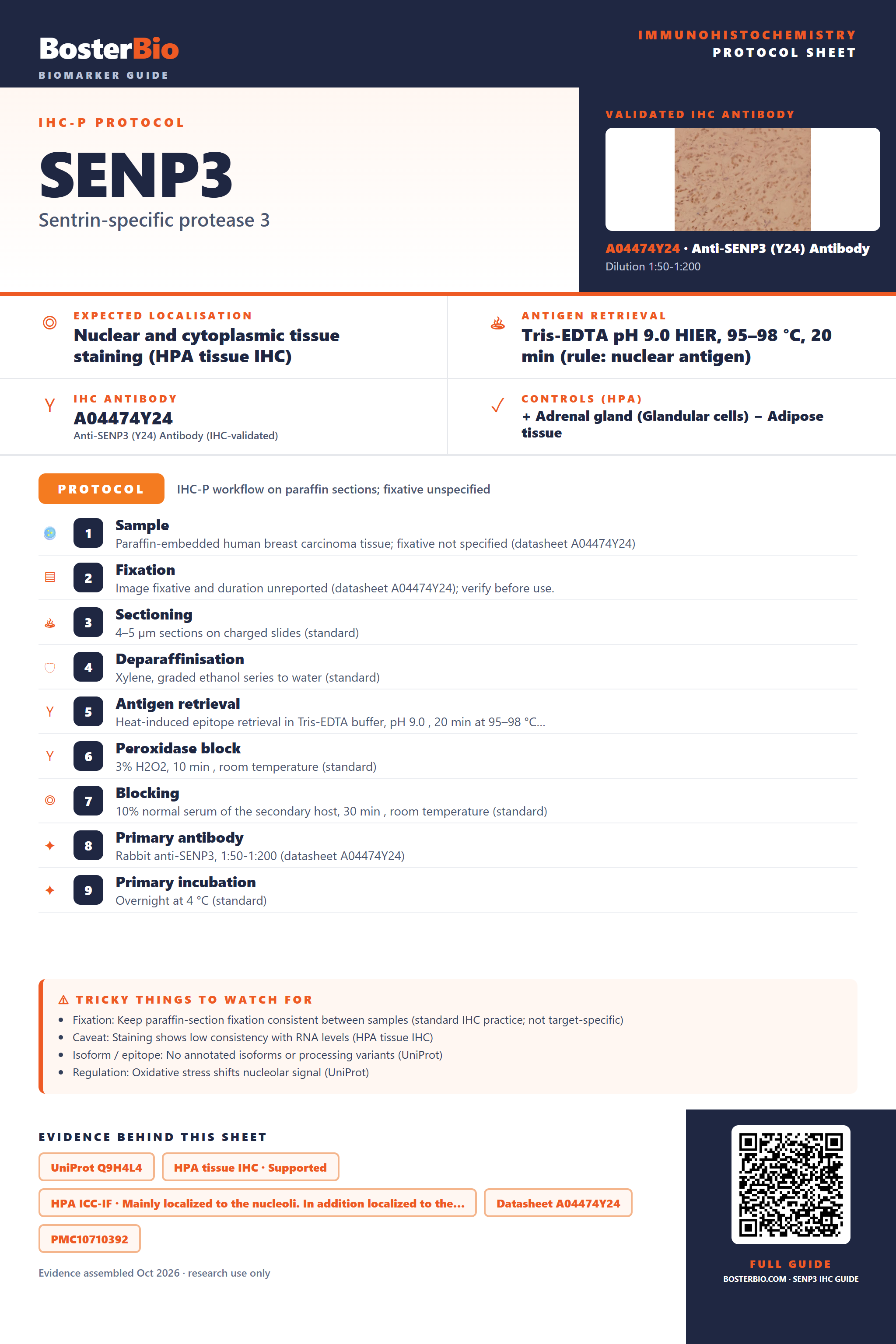 Immunohistochemistry protocol sheet for SENP3 (IHC for SENP3): expected localisation Nuclear and cytoplasmic tissue staining (HPA tissue IHC), antibody A04474Y24, validated IHC image, and IHC protocol steps