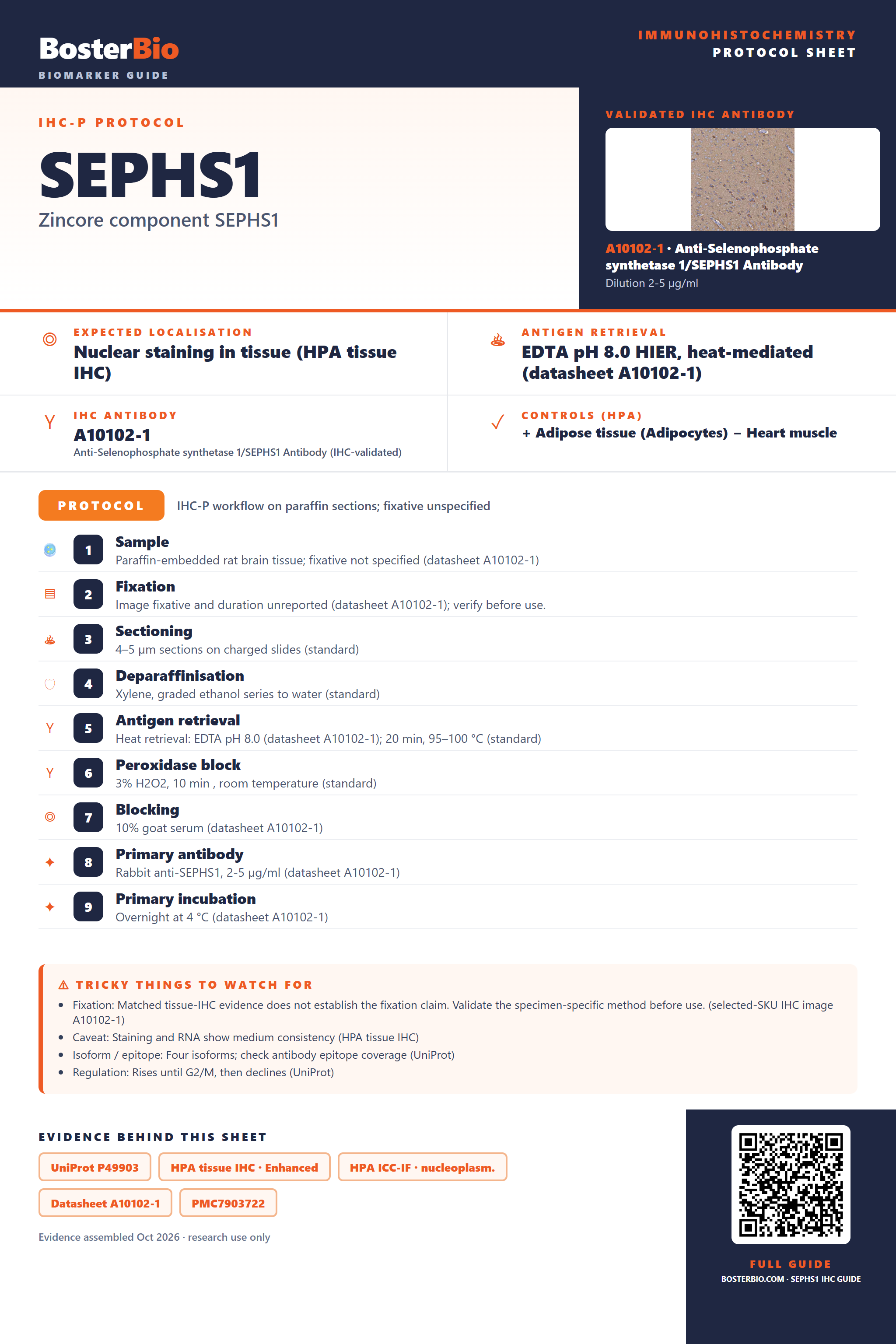 Immunohistochemistry protocol sheet for SEPHS1 (IHC for SEPHS1): expected localisation Nuclear staining in tissue (HPA tissue IHC), antibody A10102-1, validated IHC image, and IHC protocol steps
