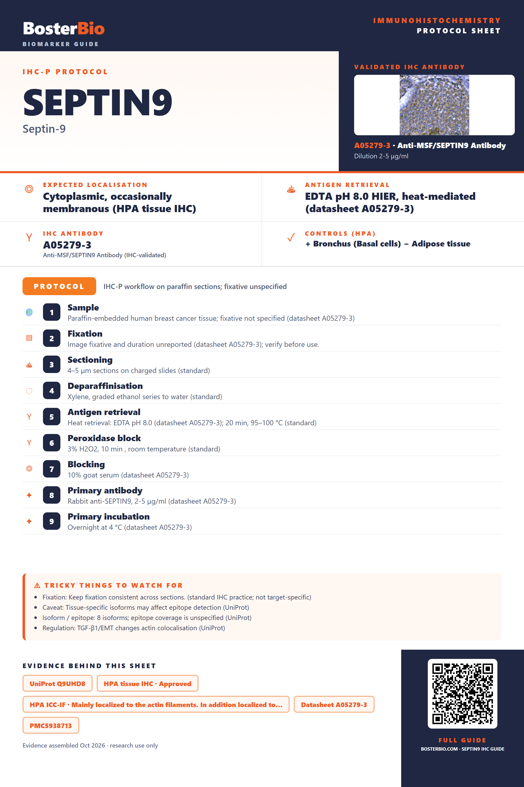 Immunohistochemistry protocol sheet for SEPTIN9 (IHC for SEPTIN9): expected localisation Cytoplasmic, occasionally membranous (HPA tissue IHC), antibody A05279-3, validated IHC image, and IHC protocol steps