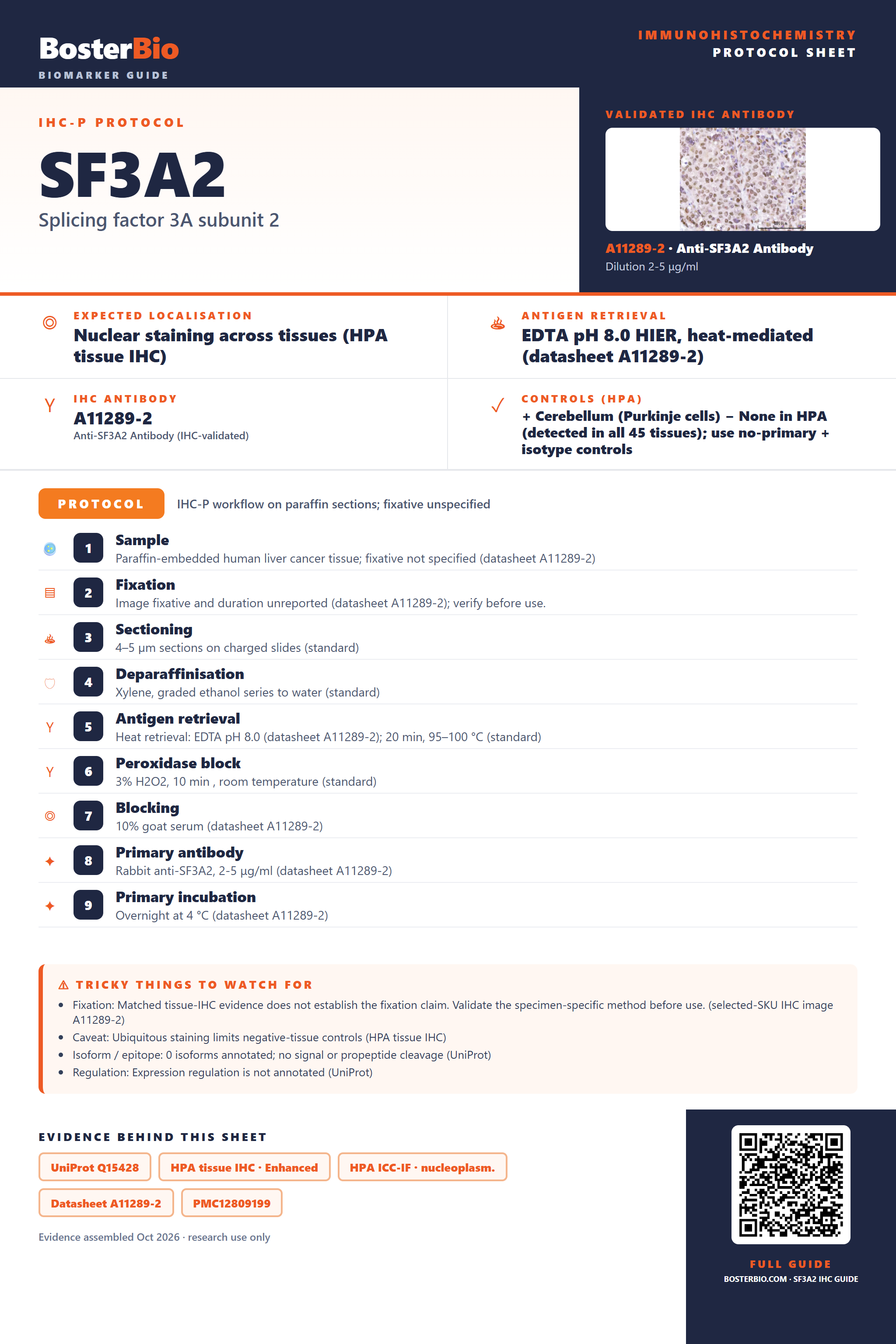 Immunohistochemistry protocol sheet for SF3A2 (IHC for SF3A2): expected localisation Nuclear staining across tissues (HPA tissue IHC), antibody A11289-2, validated IHC image, and IHC protocol steps