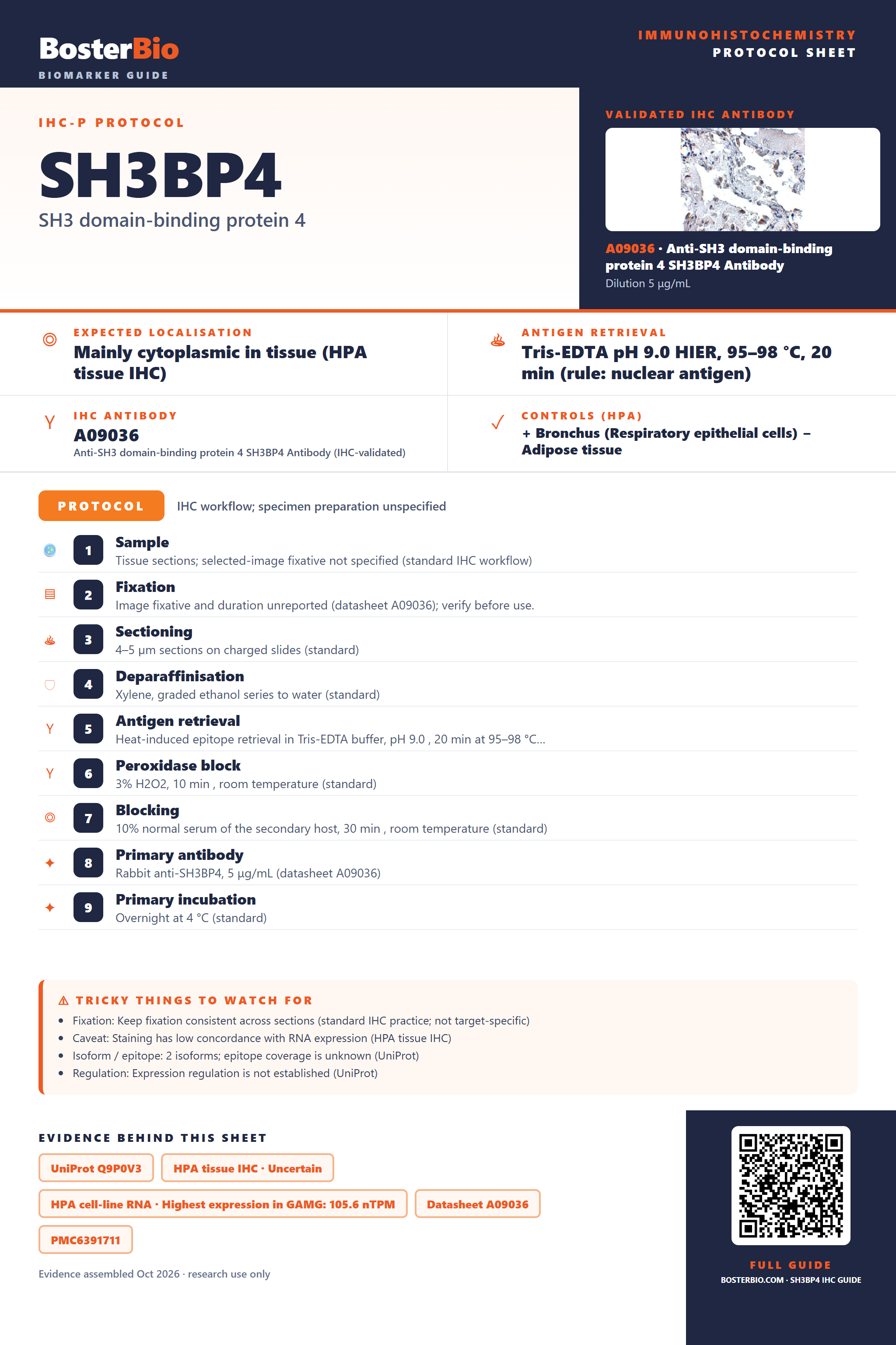 Immunohistochemistry protocol sheet for SH3BP4 (IHC for SH3BP4): expected localisation Mainly cytoplasmic in tissue (HPA tissue IHC), antibody A09036, validated IHC image, and IHC protocol steps