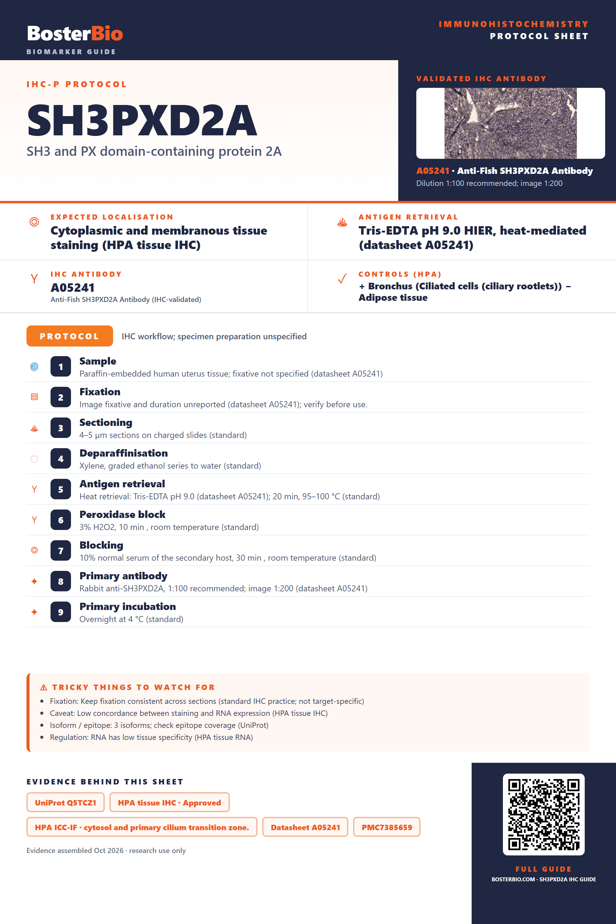 Immunohistochemistry protocol sheet for SH3PXD2A (IHC for SH3PXD2A): expected localisation Cytoplasmic and membranous tissue staining (HPA tissue IHC), antibody A05241, validated IHC image, and IHC protocol steps