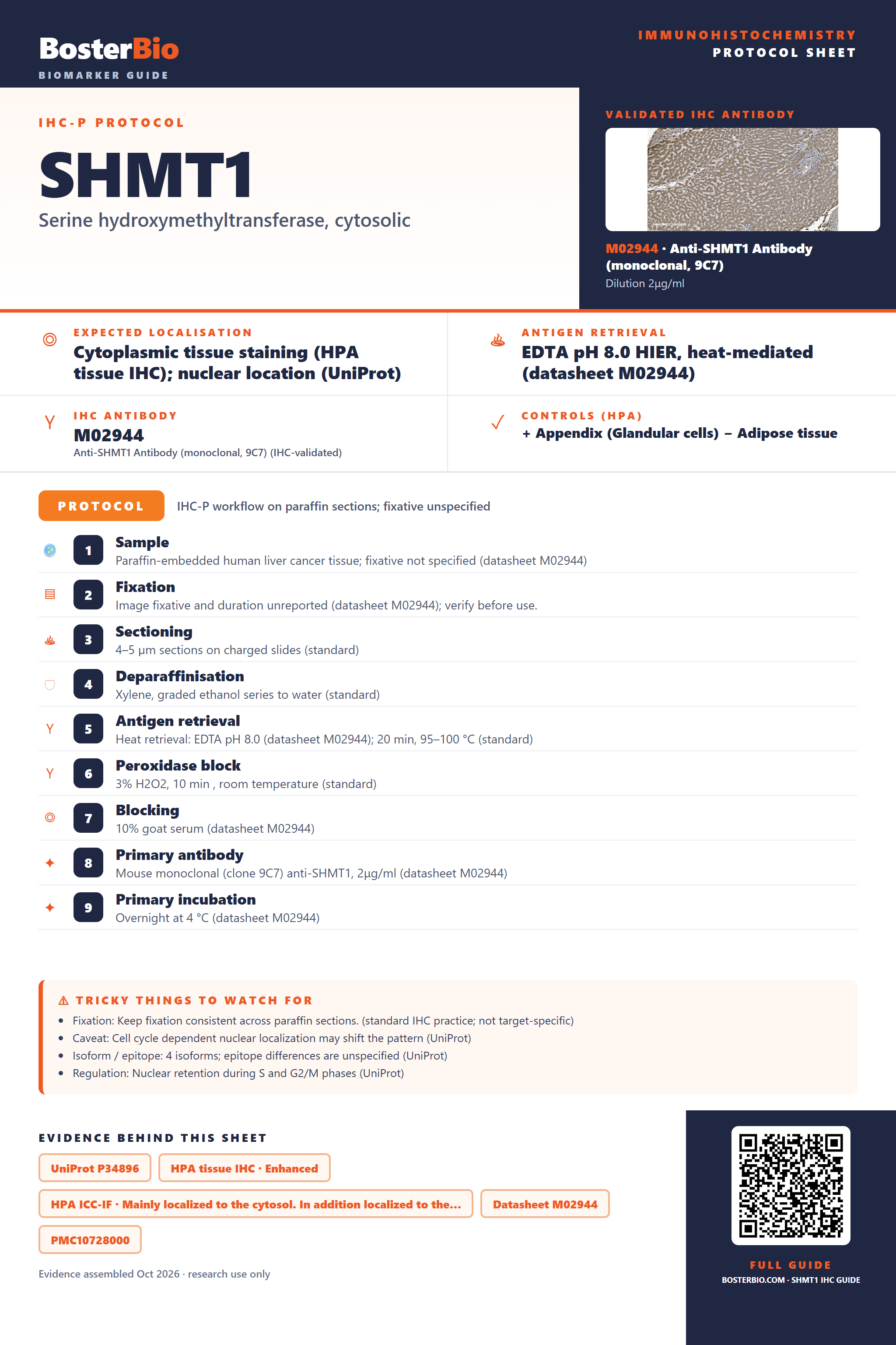 Immunohistochemistry protocol sheet for SHMT1 (IHC for SHMT1): expected localisation Cytoplasmic tissue staining (HPA tissue IHC); nuclear location (UniProt), antibody M02944, validated IHC image, and IHC protocol steps