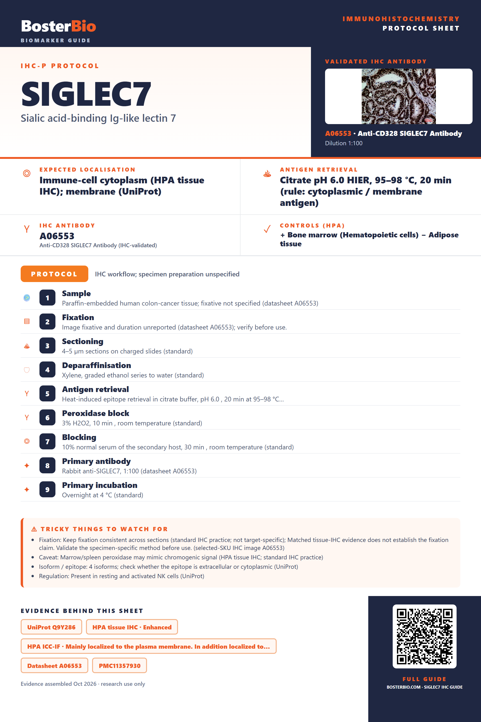Immunohistochemistry protocol sheet for SIGLEC7 (IHC for SIGLEC7): expected localisation Immune-cell cytoplasm (HPA tissue IHC); membrane (UniProt), antibody A06553, validated IHC image, and IHC protocol steps
