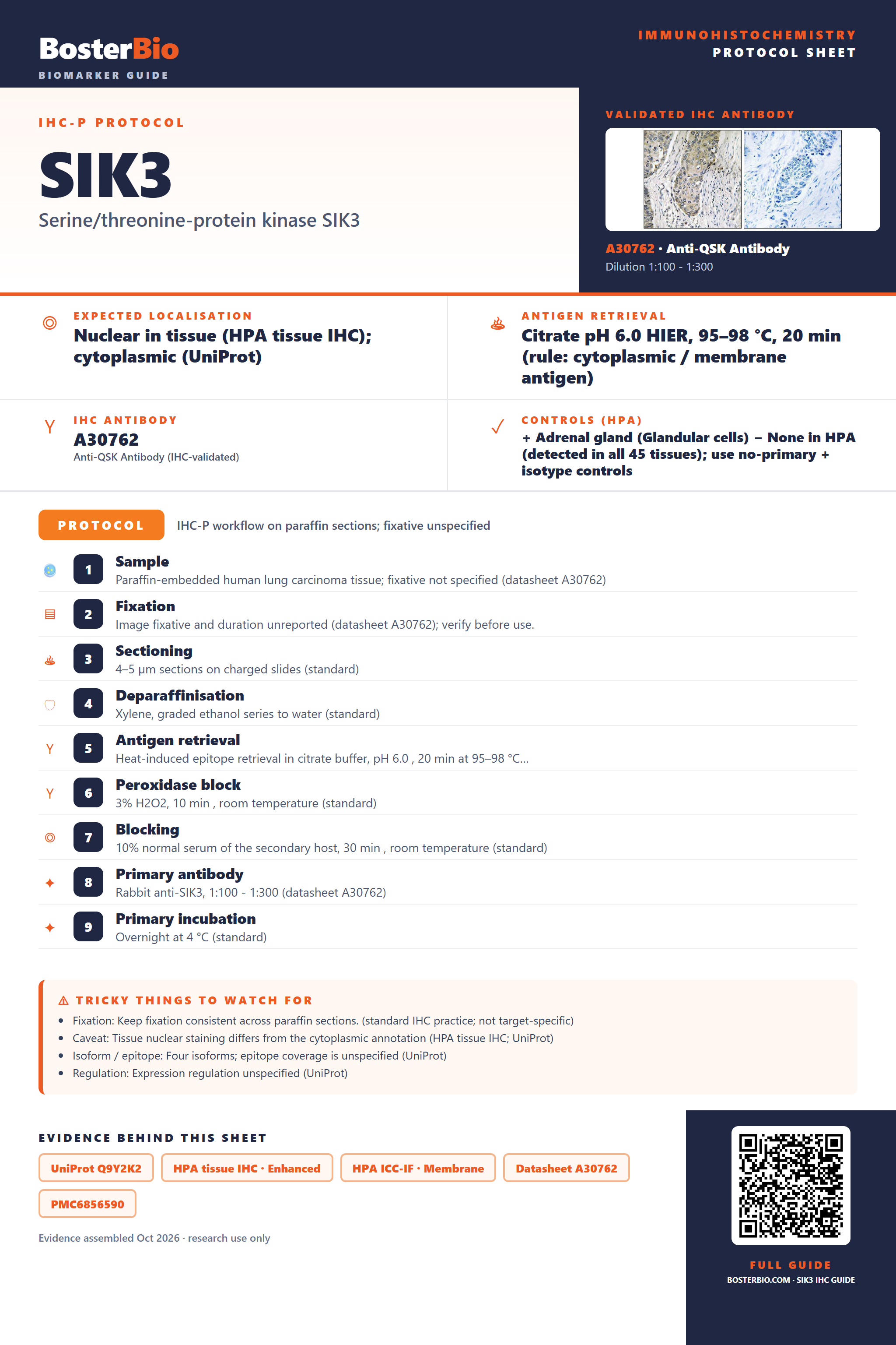 Immunohistochemistry protocol sheet for SIK3 (IHC for SIK3): expected localisation Nuclear in tissue (HPA tissue IHC); cytoplasmic (UniProt), antibody A30762, validated IHC image, and IHC protocol steps