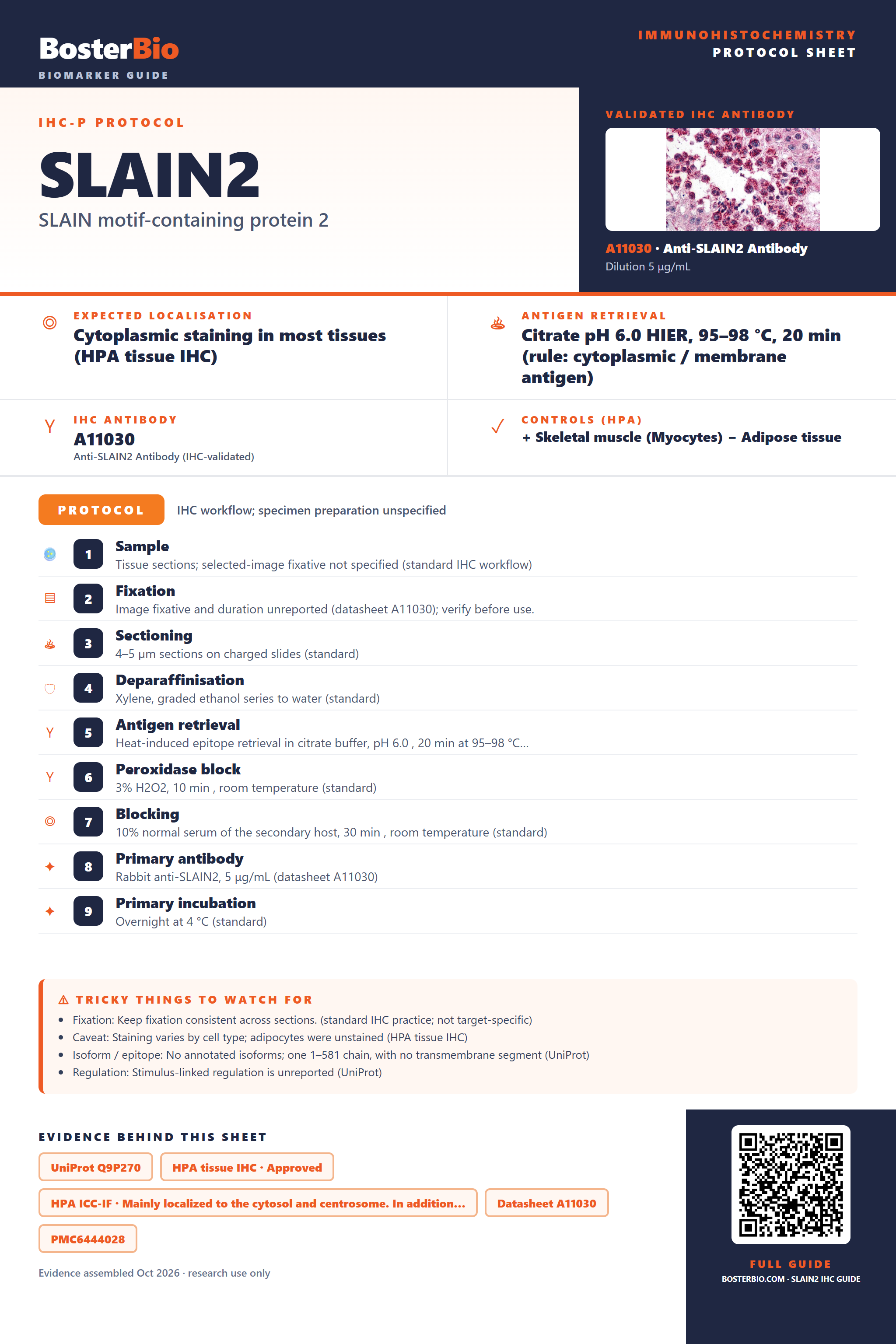 Immunohistochemistry protocol sheet for SLAIN2 (IHC for SLAIN2): expected localisation Cytoplasmic staining in most tissues (HPA tissue IHC), antibody A11030, validated IHC image, and IHC protocol steps