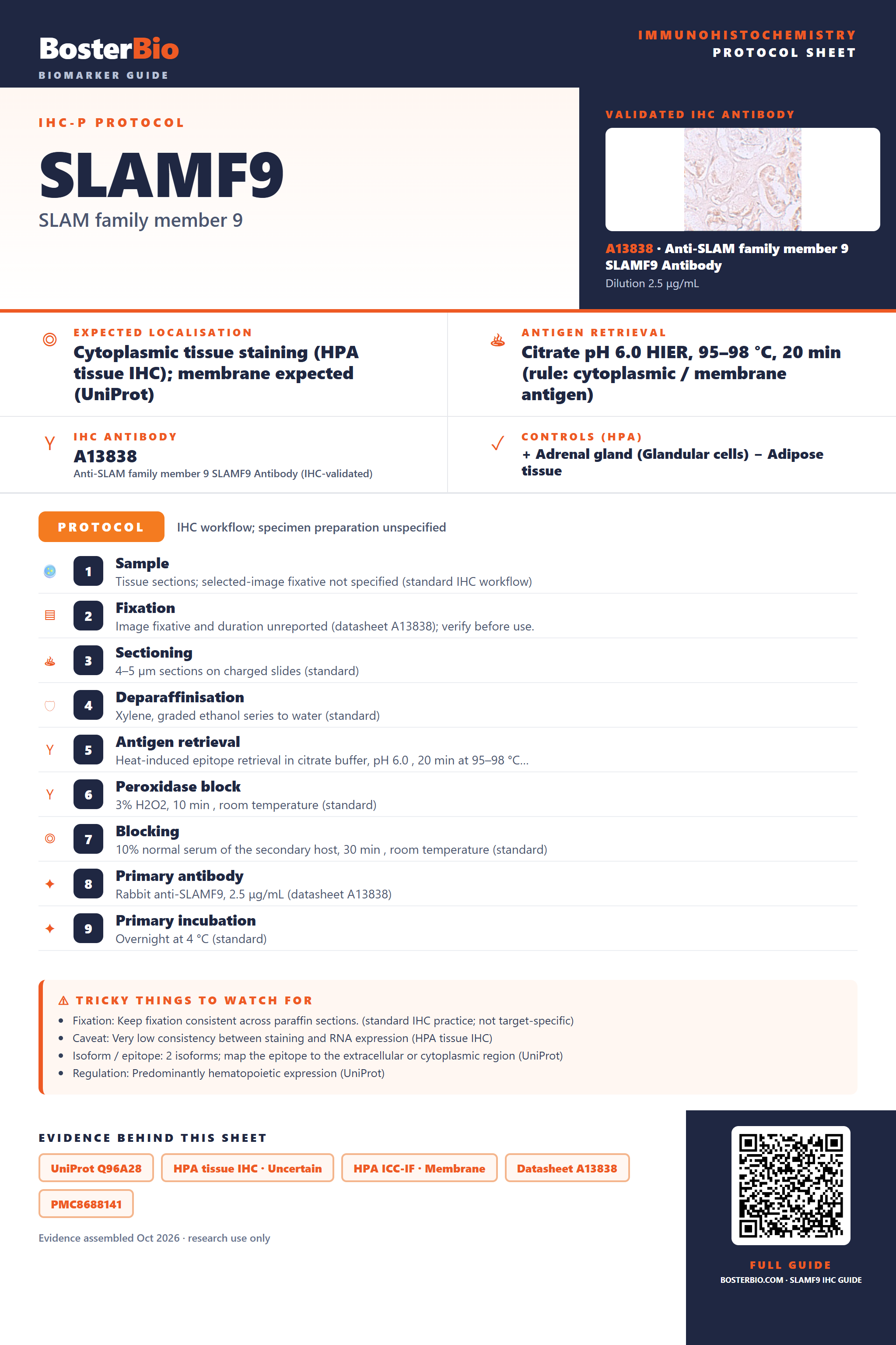Immunohistochemistry protocol sheet for SLAMF9 (IHC for SLAMF9): expected localisation Cytoplasmic tissue staining (HPA tissue IHC); membrane expected (UniProt), antibody A13838, validated IHC image, and IHC protocol steps