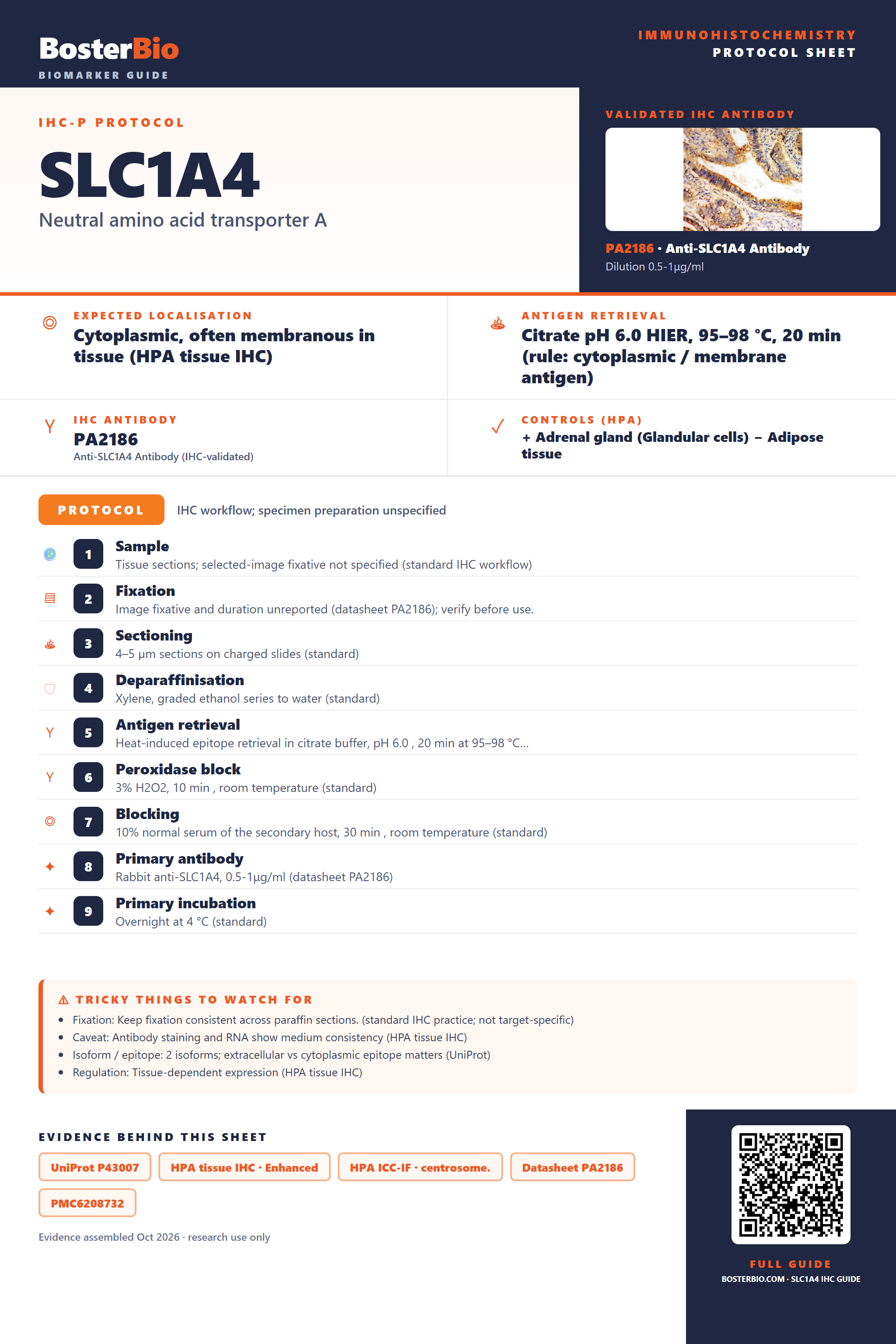 Immunohistochemistry protocol sheet for SLC1A4 (IHC for SLC1A4): expected localisation Cytoplasmic, often membranous in tissue (HPA tissue IHC), antibody PA2186, validated IHC image, and IHC protocol steps