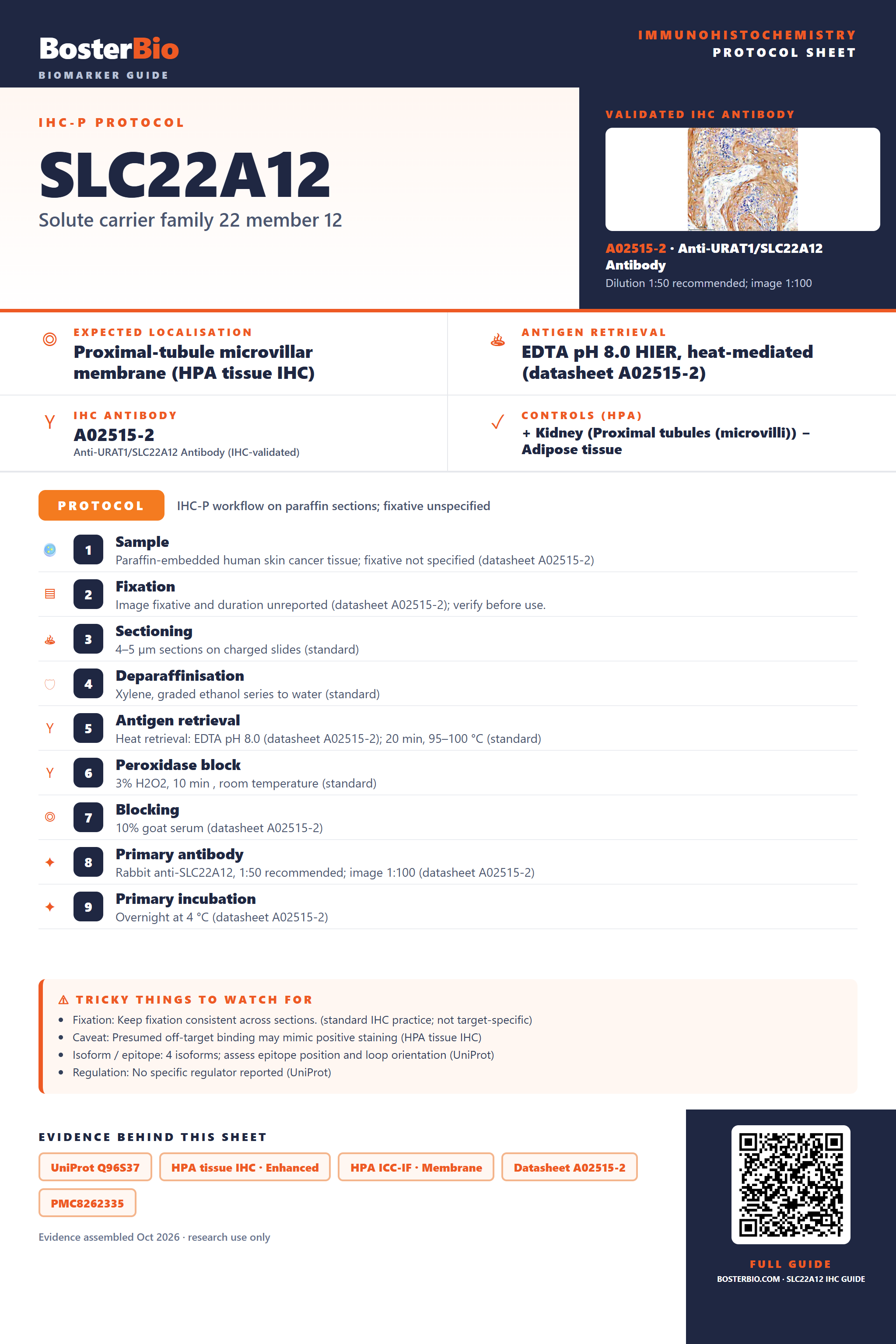 Immunohistochemistry protocol sheet for SLC22A12 (IHC for SLC22A12): expected localisation Proximal-tubule microvillar membrane (HPA tissue IHC), antibody A02515-2, validated IHC image, and IHC protocol steps