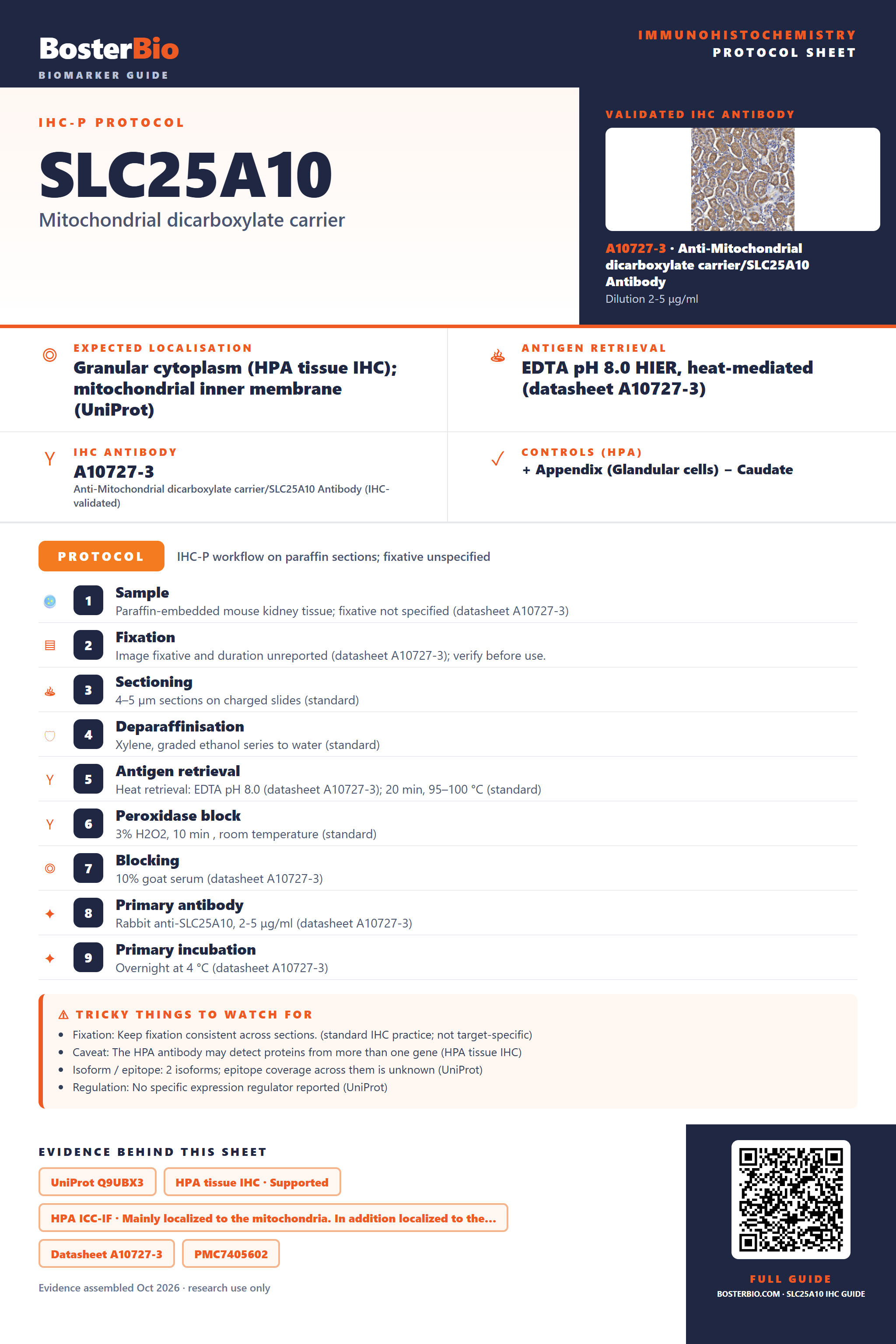 Immunohistochemistry protocol sheet for SLC25A10 (IHC for SLC25A10): expected localisation Granular cytoplasm (HPA tissue IHC); mitochondrial inner membrane (UniProt), antibody A10727-3, validated IHC image, and IHC protocol steps