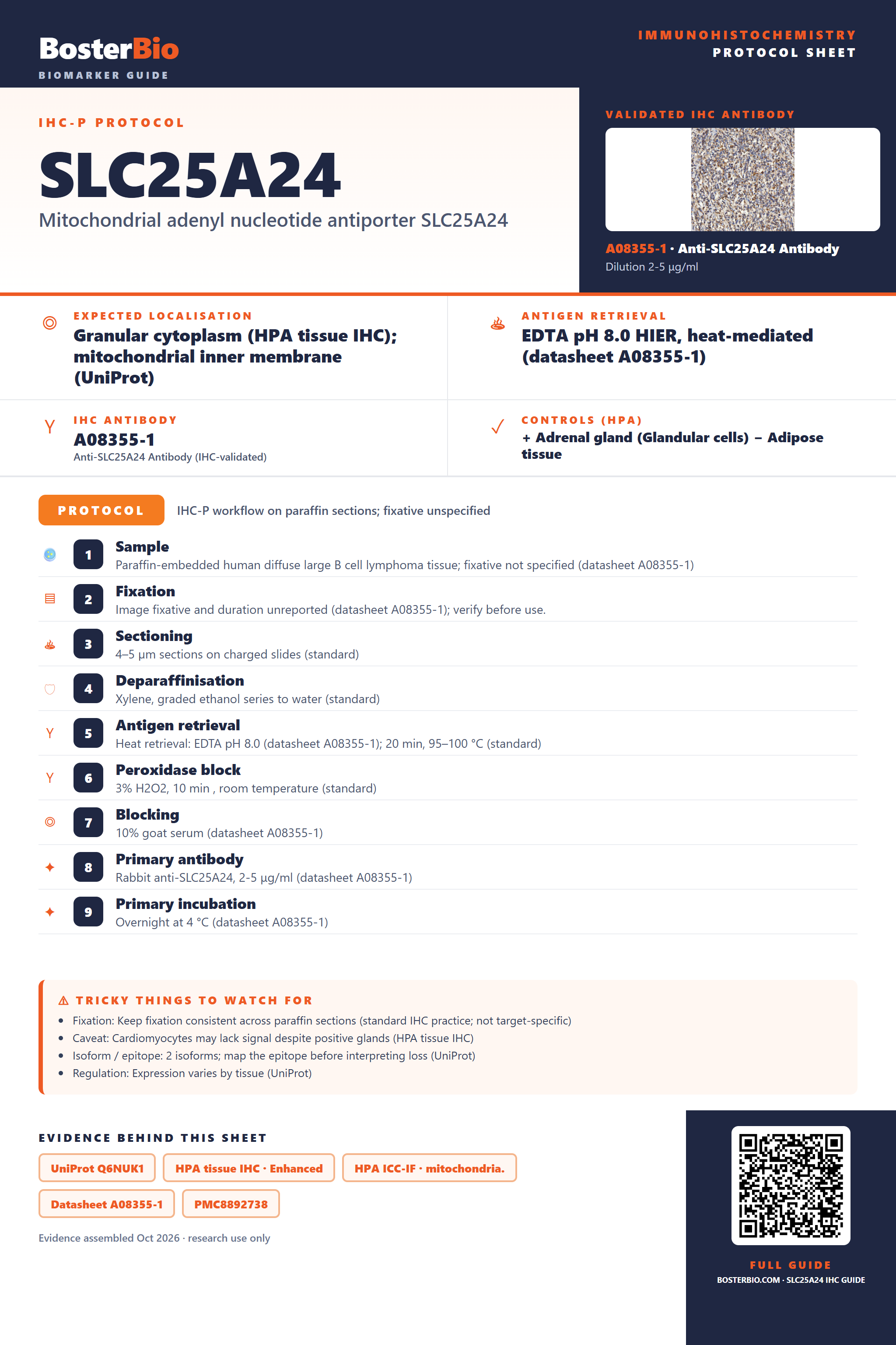 Immunohistochemistry protocol sheet for SLC25A24 (IHC for SLC25A24): expected localisation Granular cytoplasm (HPA tissue IHC); mitochondrial inner membrane (UniProt), antibody A08355-1, validated IHC image, and IHC protocol steps