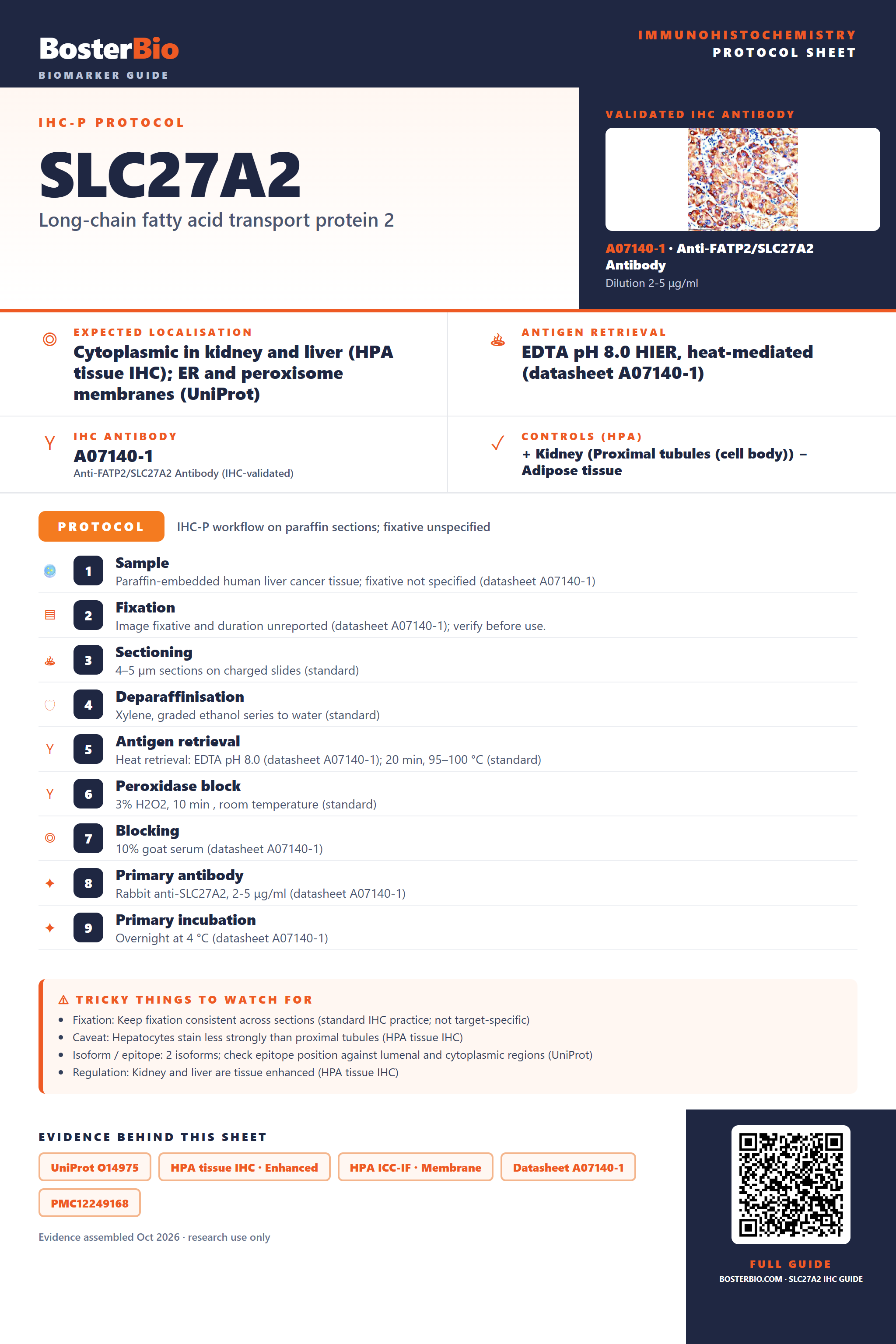 Immunohistochemistry protocol sheet for SLC27A2 (IHC for SLC27A2): expected localisation Cytoplasmic in kidney and liver (HPA tissue IHC); ER and peroxisome membranes (UniProt), antibody A07140-1, validated IHC image, and IHC protocol steps