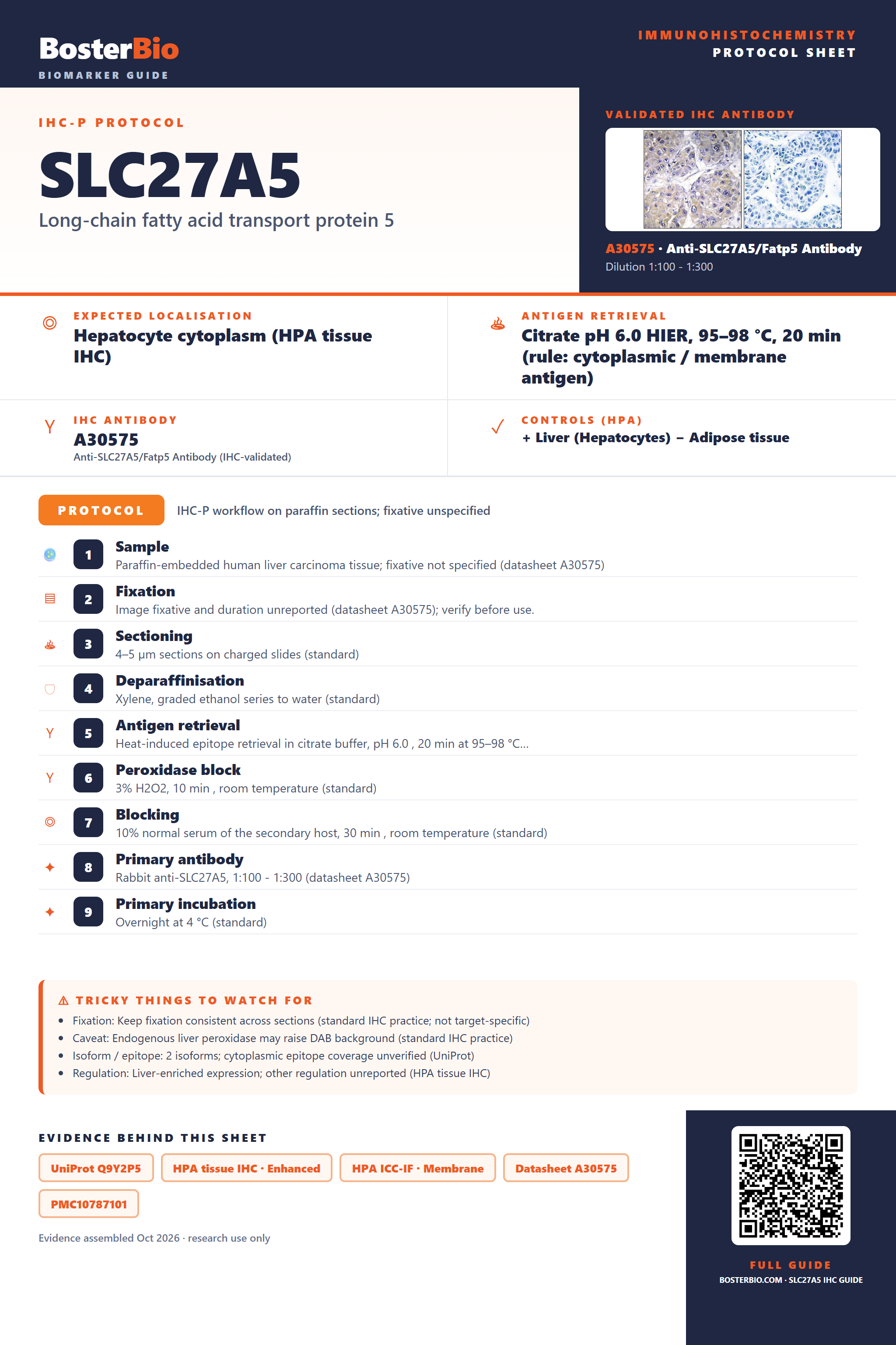 Immunohistochemistry protocol sheet for SLC27A5 (IHC for SLC27A5): expected localisation Hepatocyte cytoplasm (HPA tissue IHC), antibody A30575, validated IHC image, and IHC protocol steps
