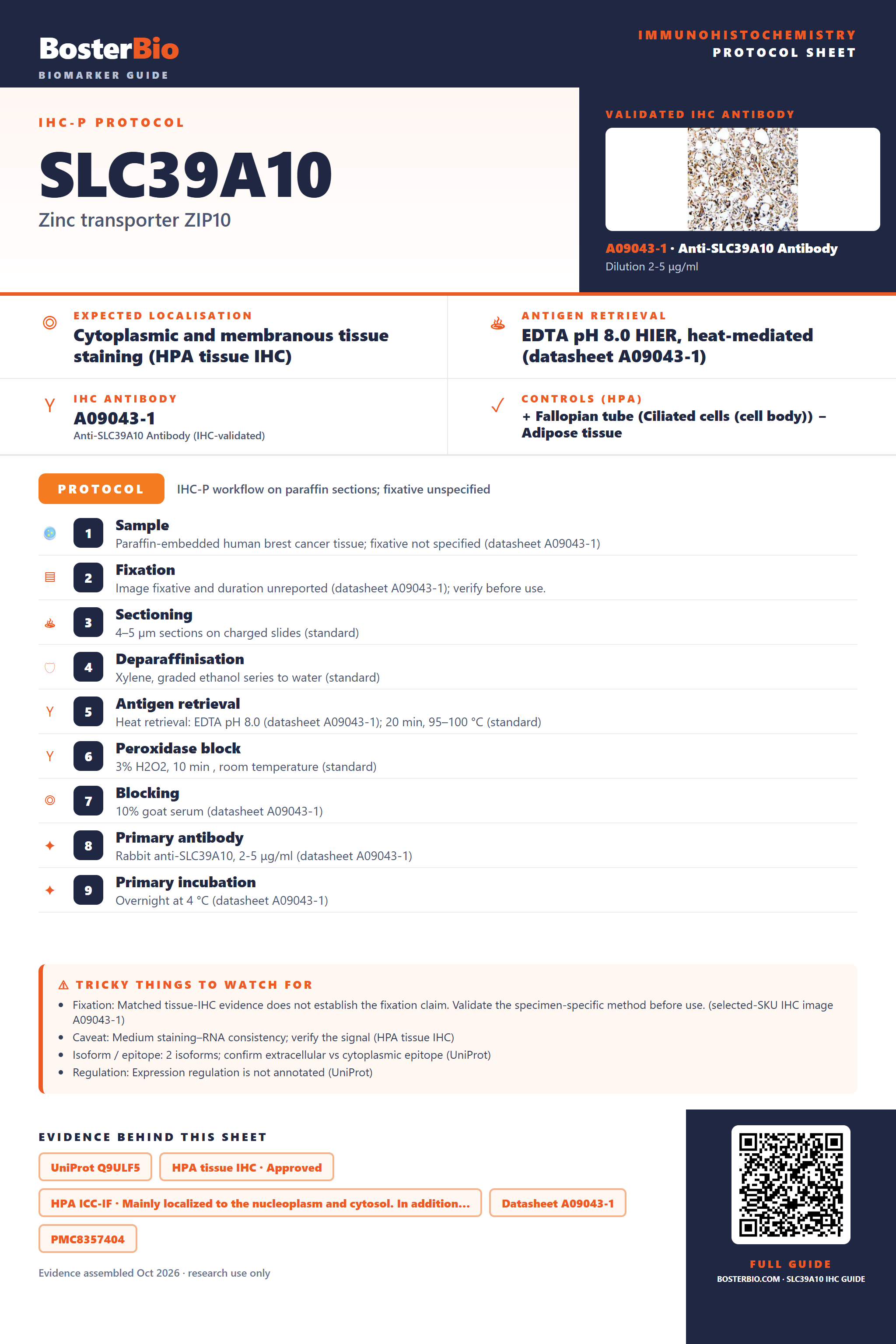 Immunohistochemistry protocol sheet for SLC39A10 (IHC for SLC39A10): expected localisation Cytoplasmic and membranous tissue staining (HPA tissue IHC), antibody A09043-1, validated IHC image, and IHC protocol steps
