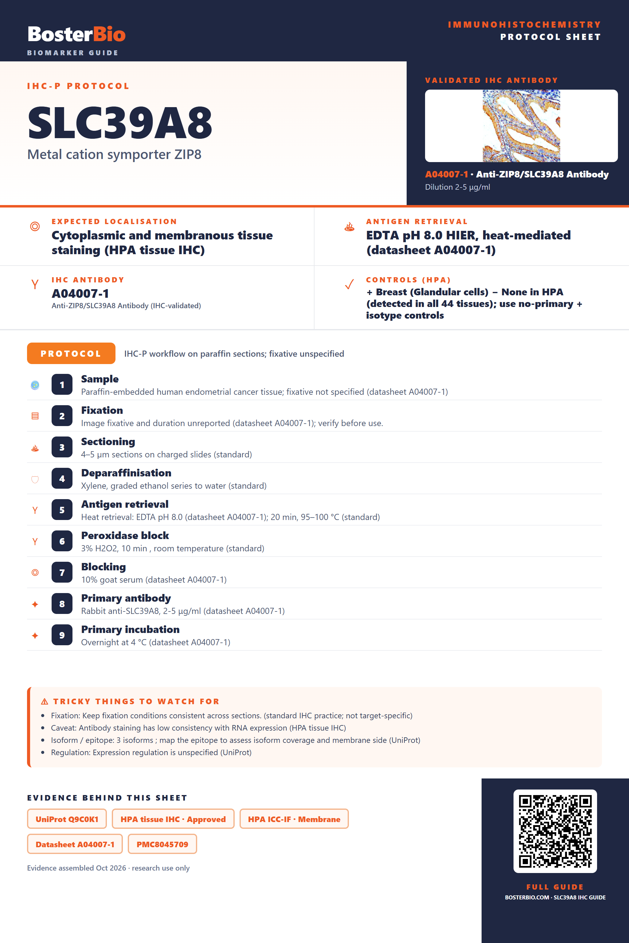 Immunohistochemistry protocol sheet for SLC39A8 (IHC for SLC39A8): expected localisation Cytoplasmic and membranous tissue staining (HPA tissue IHC), antibody A04007-1, validated IHC image, and IHC protocol steps