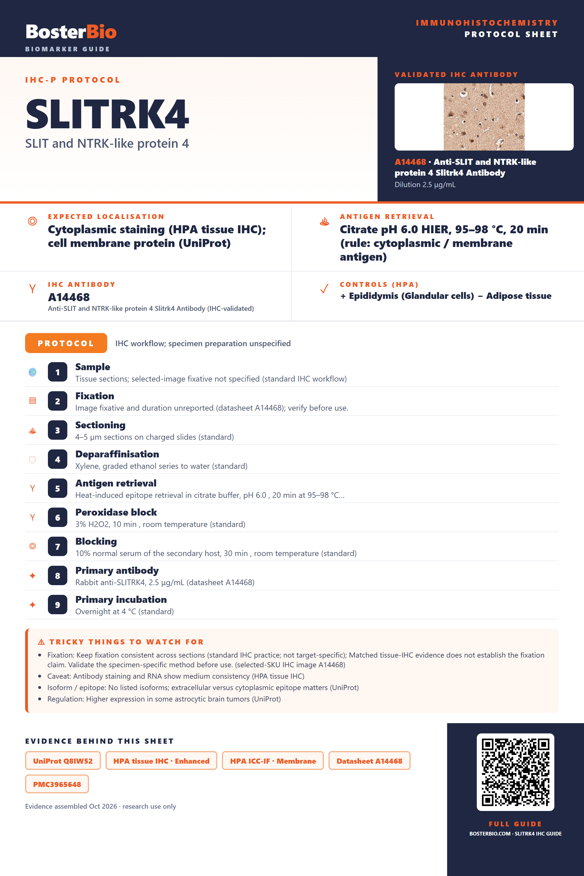 Immunohistochemistry protocol sheet for SLITRK4 (IHC for SLITRK4): expected localisation Cytoplasmic staining (HPA tissue IHC); cell membrane protein (UniProt), antibody A14468, validated IHC image, and IHC protocol steps