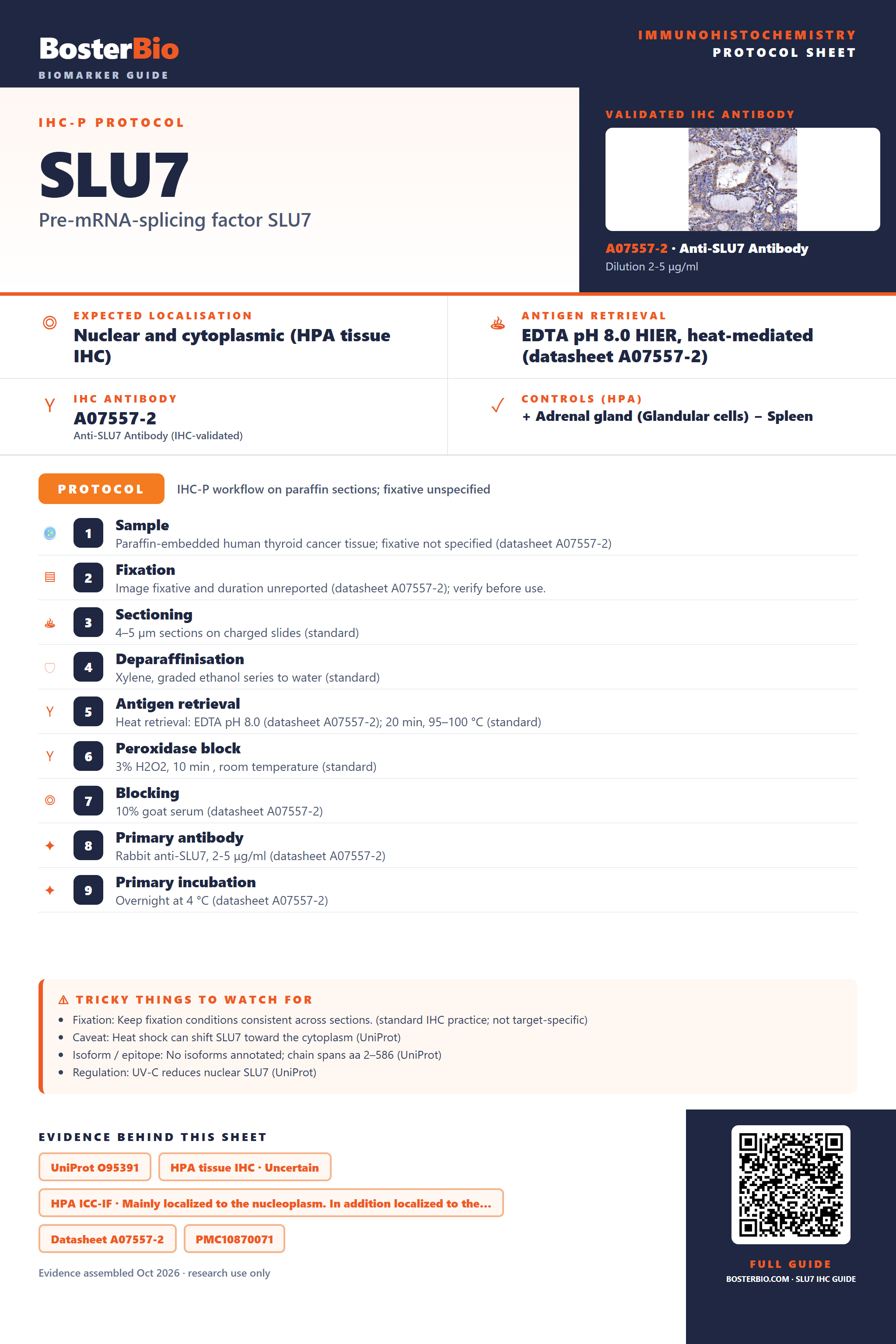 Immunohistochemistry protocol sheet for SLU7 (IHC for SLU7): expected localisation Nuclear and cytoplasmic (HPA tissue IHC), antibody A07557-2, validated IHC image, and IHC protocol steps