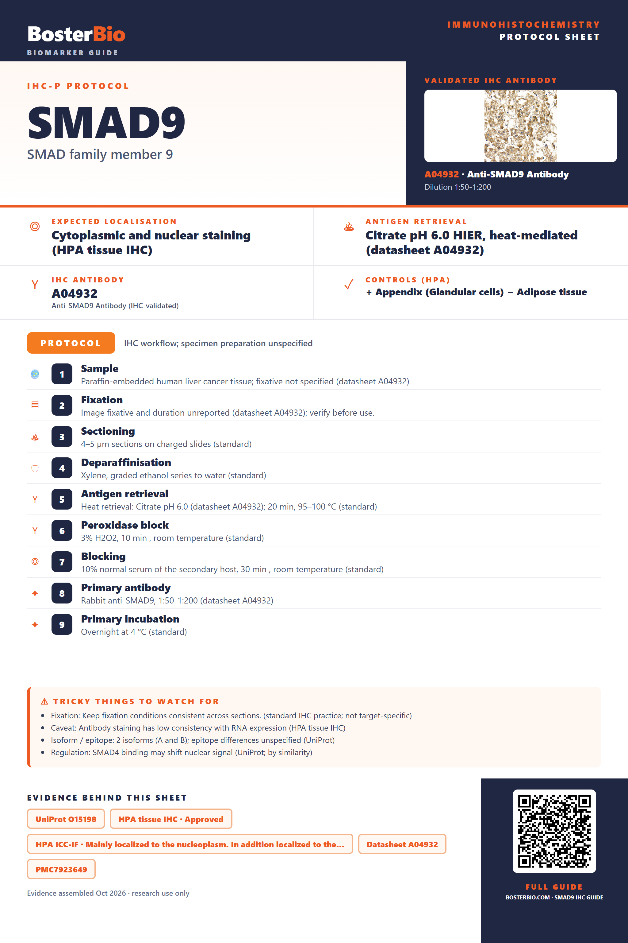 Immunohistochemistry protocol sheet for SMAD9 (IHC for SMAD9): expected localisation Cytoplasmic and nuclear staining (HPA tissue IHC), antibody A04932, validated IHC image, and IHC protocol steps