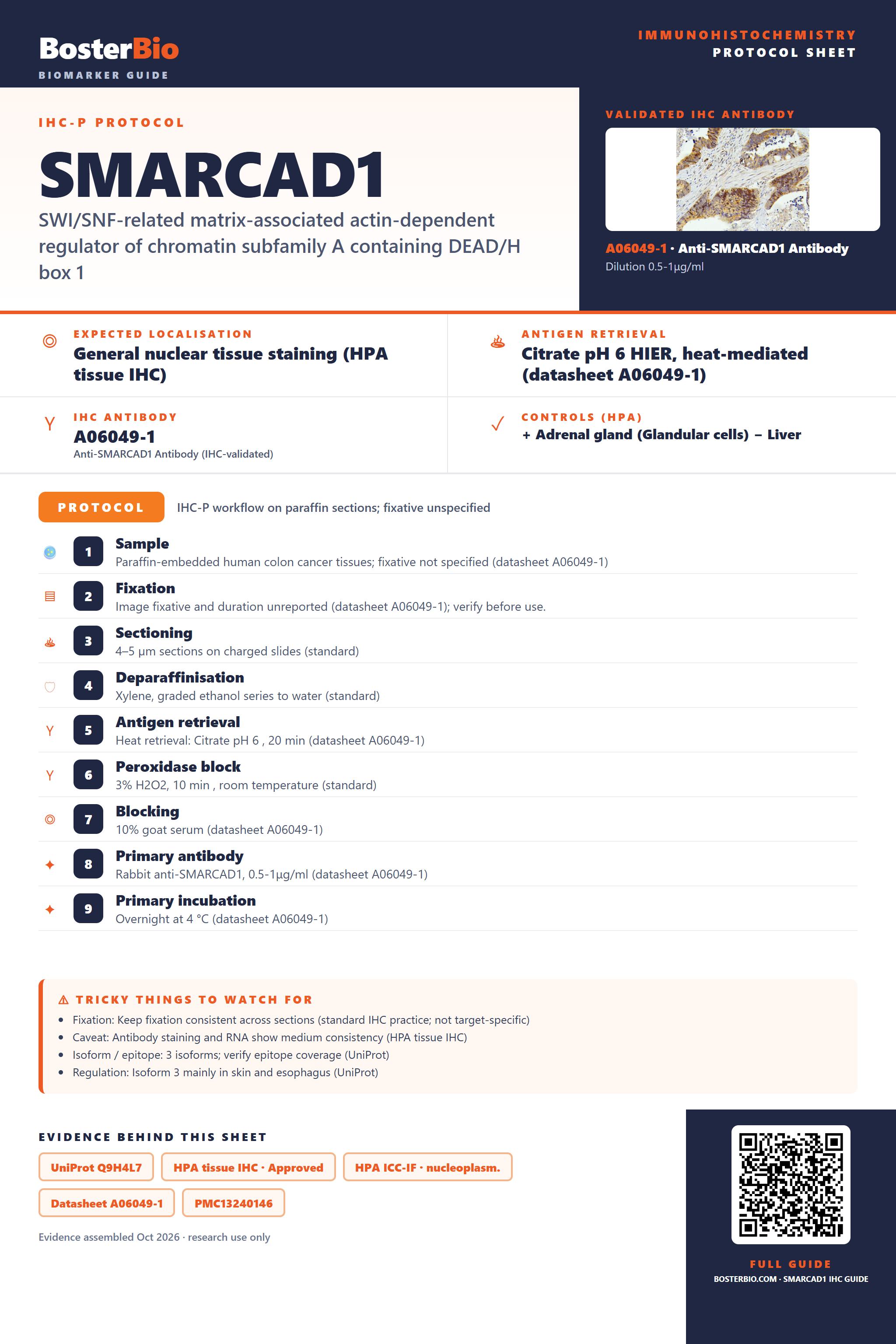 Immunohistochemistry protocol sheet for SMARCAD1 (IHC for SMARCAD1): expected localisation General nuclear tissue staining (HPA tissue IHC), antibody A06049-1, validated IHC image, and IHC protocol steps