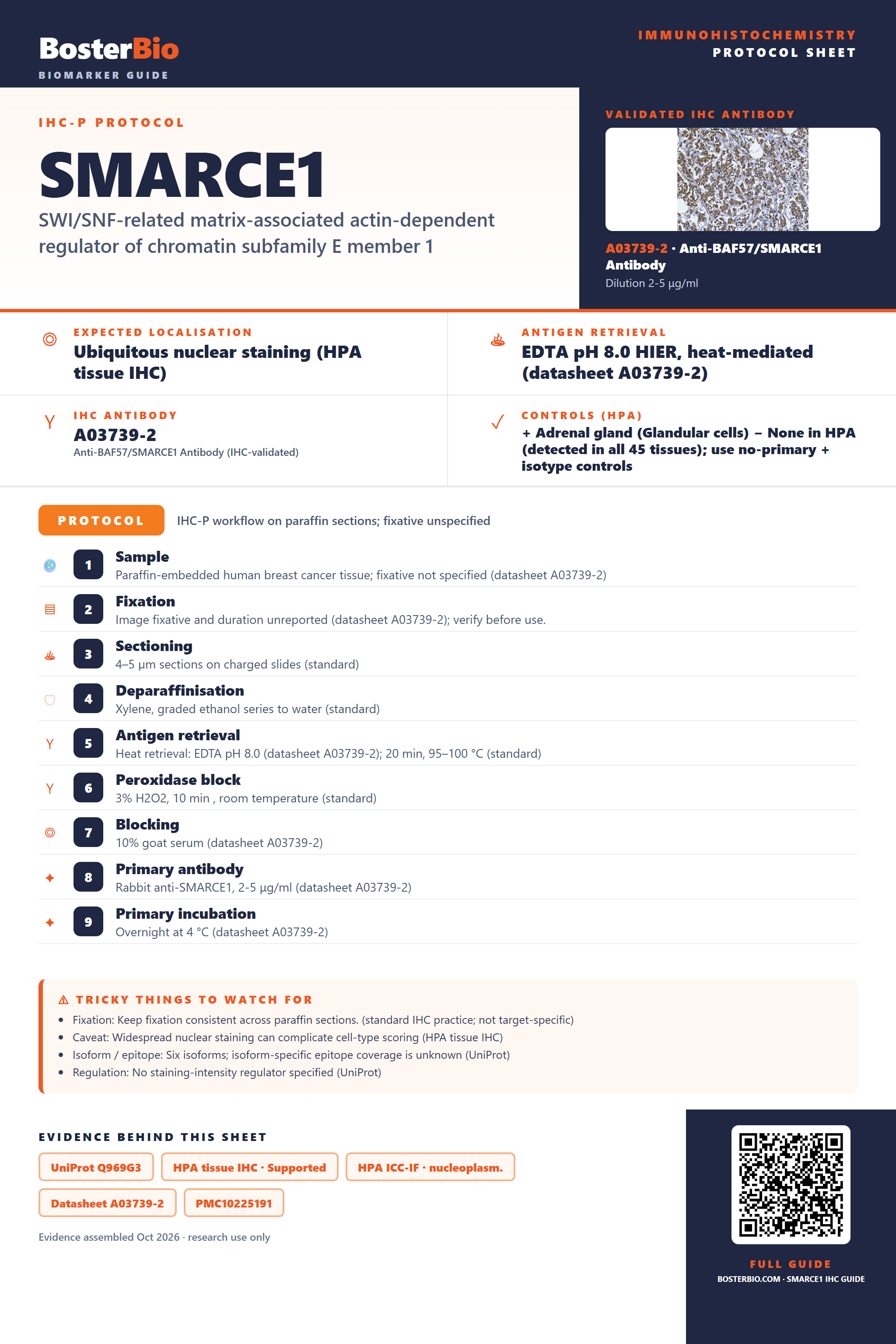 Immunohistochemistry protocol sheet for SMARCE1 (IHC for SMARCE1): expected localisation Ubiquitous nuclear staining (HPA tissue IHC), antibody A03739-2, validated IHC image, and IHC protocol steps