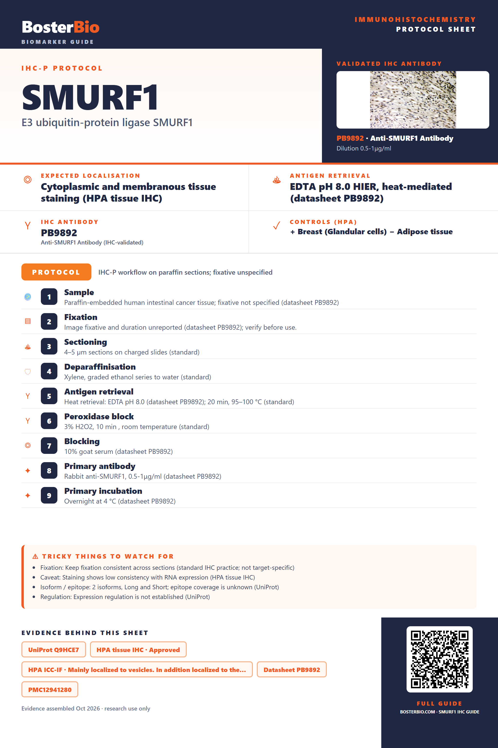 Immunohistochemistry protocol sheet for SMURF1 (IHC for SMURF1): expected localisation Cytoplasmic and membranous tissue staining (HPA tissue IHC), antibody PB9892, validated IHC image, and IHC protocol steps