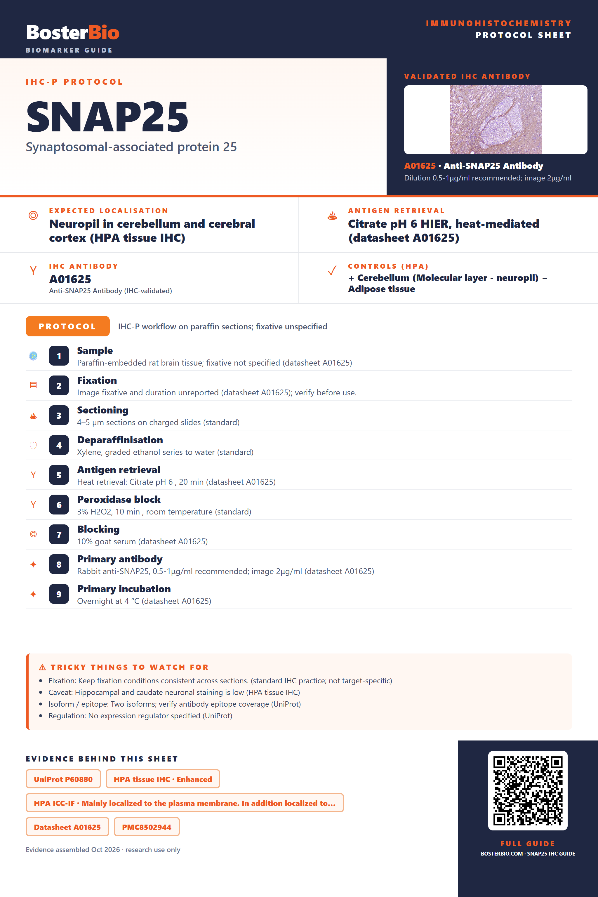 Immunohistochemistry protocol sheet for SNAP25 (IHC for SNAP25): expected localisation Neuropil in cerebellum and cerebral cortex (HPA tissue IHC), antibody A01625, validated IHC image, and IHC protocol steps