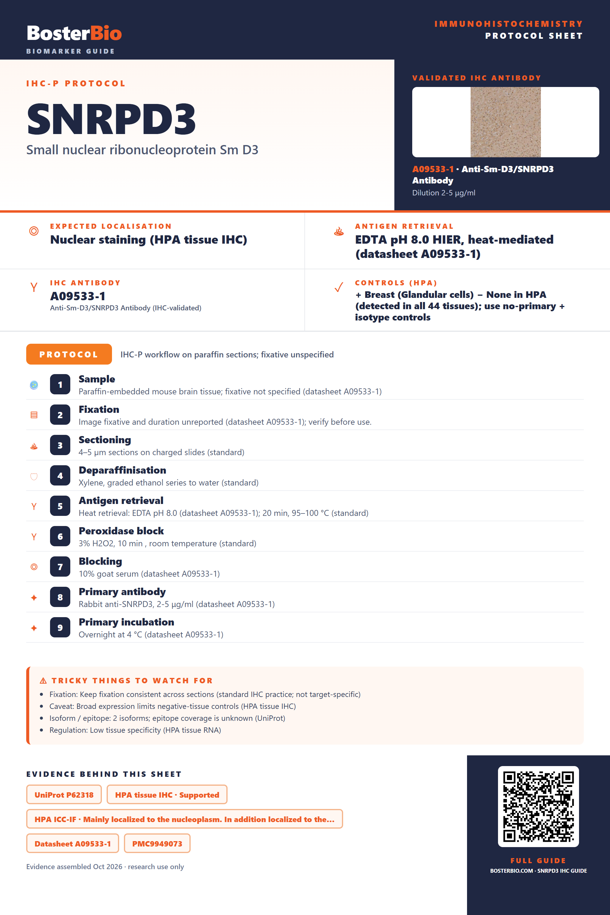 Immunohistochemistry protocol sheet for SNRPD3 (IHC for SNRPD3): expected localisation Nuclear staining (HPA tissue IHC), antibody A09533-1, validated IHC image, and IHC protocol steps