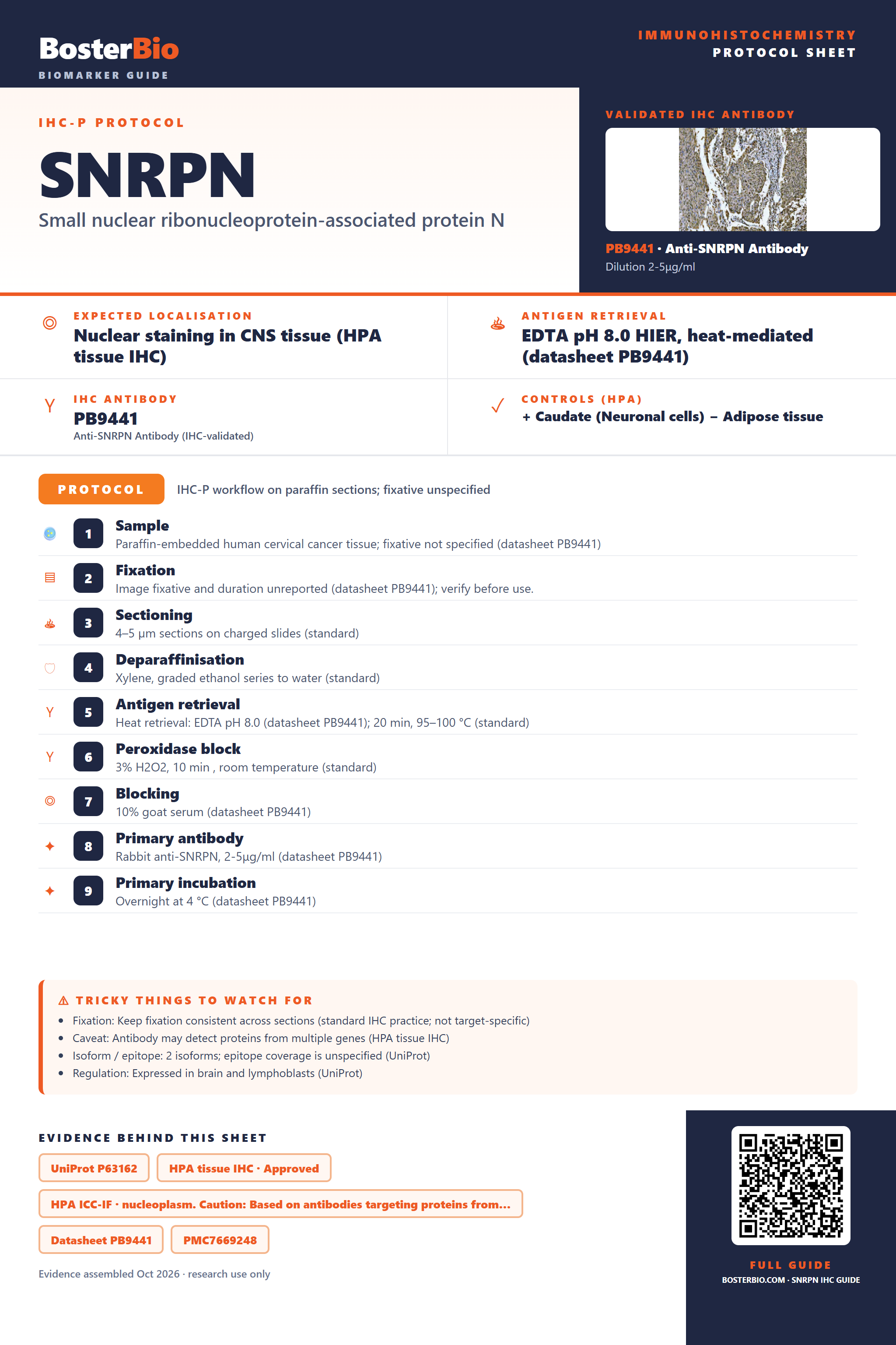 Immunohistochemistry protocol sheet for SNRPN (IHC for SNRPN): expected localisation Nuclear staining in CNS tissue (HPA tissue IHC), antibody PB9441, validated IHC image, and IHC protocol steps
