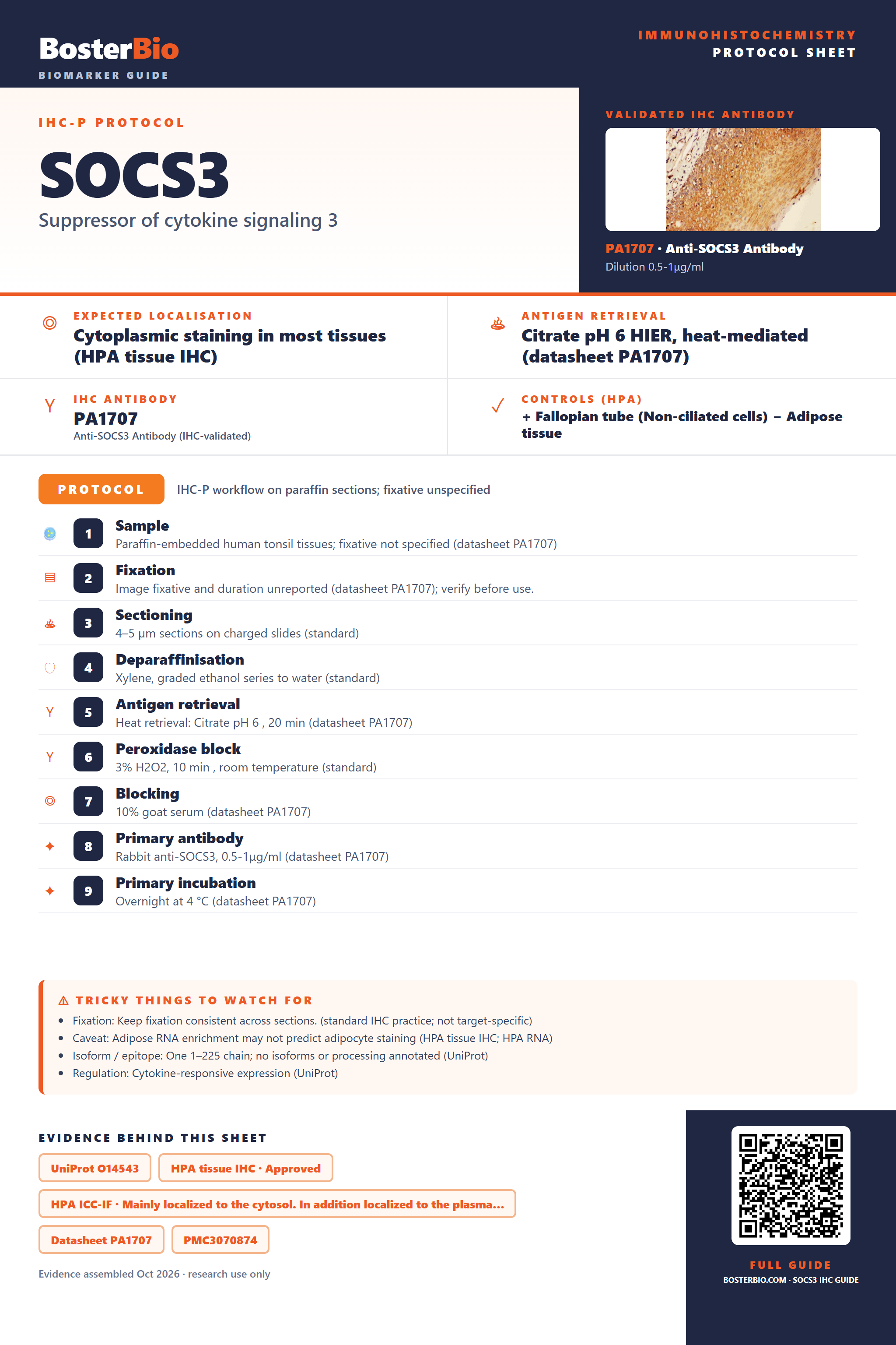Immunohistochemistry protocol sheet for SOCS3 (IHC for SOCS3): expected localisation Cytoplasmic staining in most tissues (HPA tissue IHC), antibody PA1707, validated IHC image, and IHC protocol steps