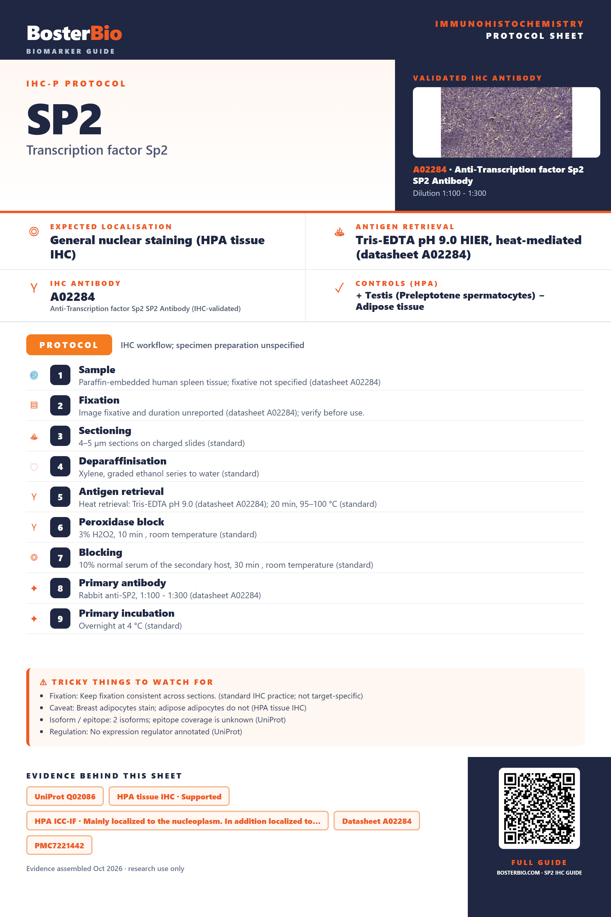 Immunohistochemistry protocol sheet for SP2 (IHC for SP2): expected localisation General nuclear staining (HPA tissue IHC), antibody A02284, validated IHC image, and IHC protocol steps