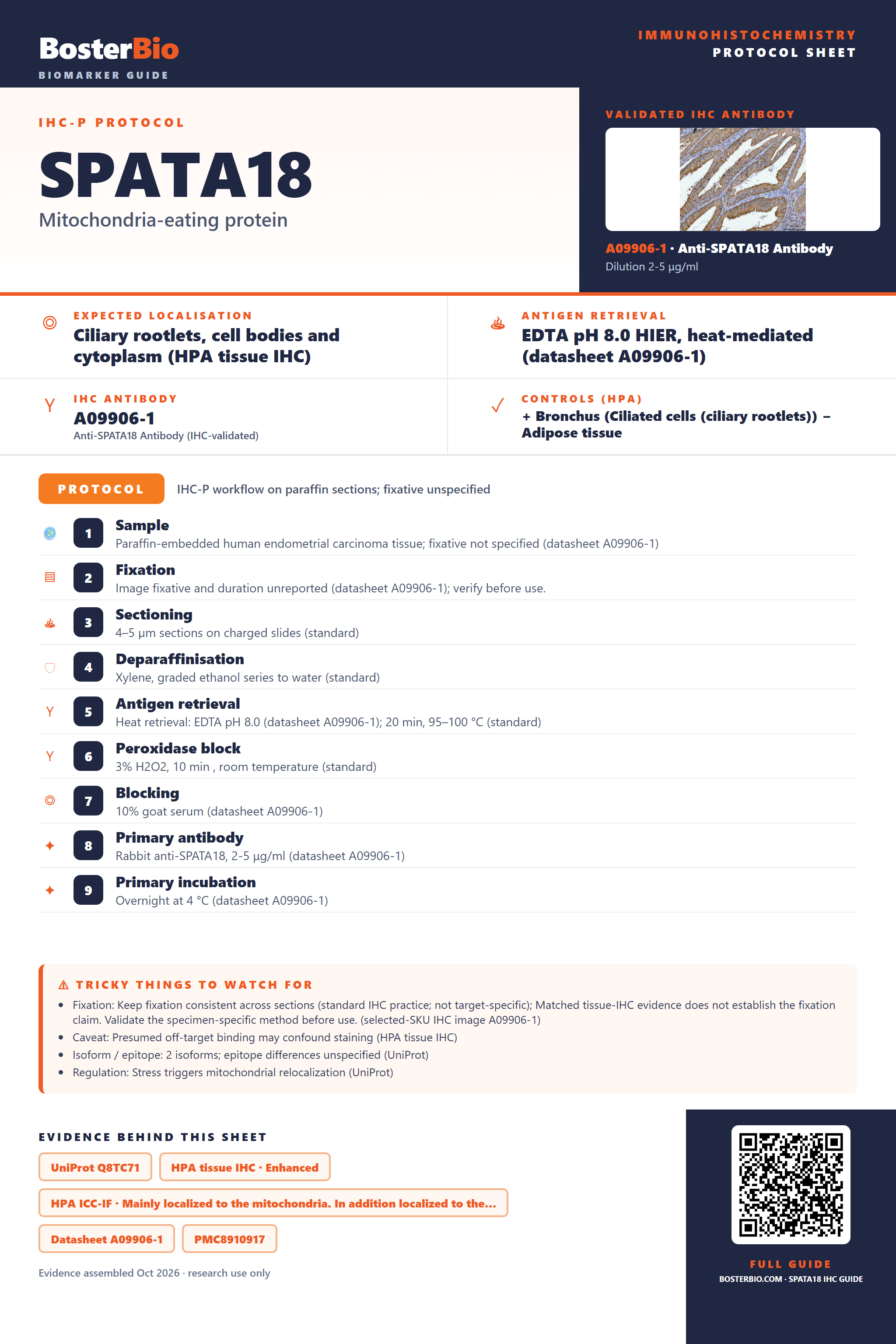Immunohistochemistry protocol sheet for SPATA18 (IHC for SPATA18): expected localisation Ciliary rootlets, cell bodies and cytoplasm (HPA tissue IHC), antibody A09906-1, validated IHC image, and IHC protocol steps