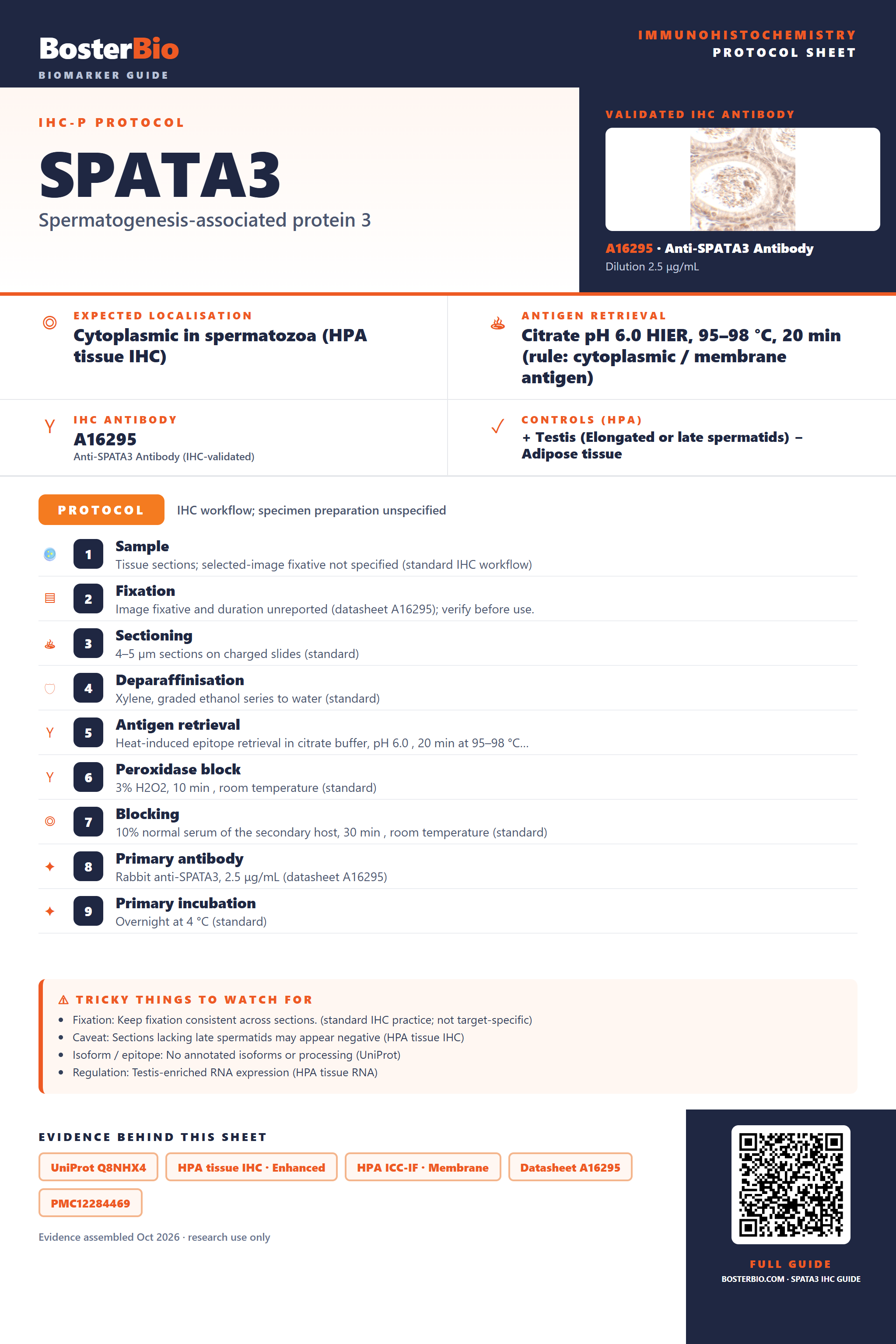 Immunohistochemistry protocol sheet for SPATA3 (IHC for SPATA3): expected localisation Cytoplasmic in spermatozoa (HPA tissue IHC), antibody A16295, validated IHC image, and IHC protocol steps