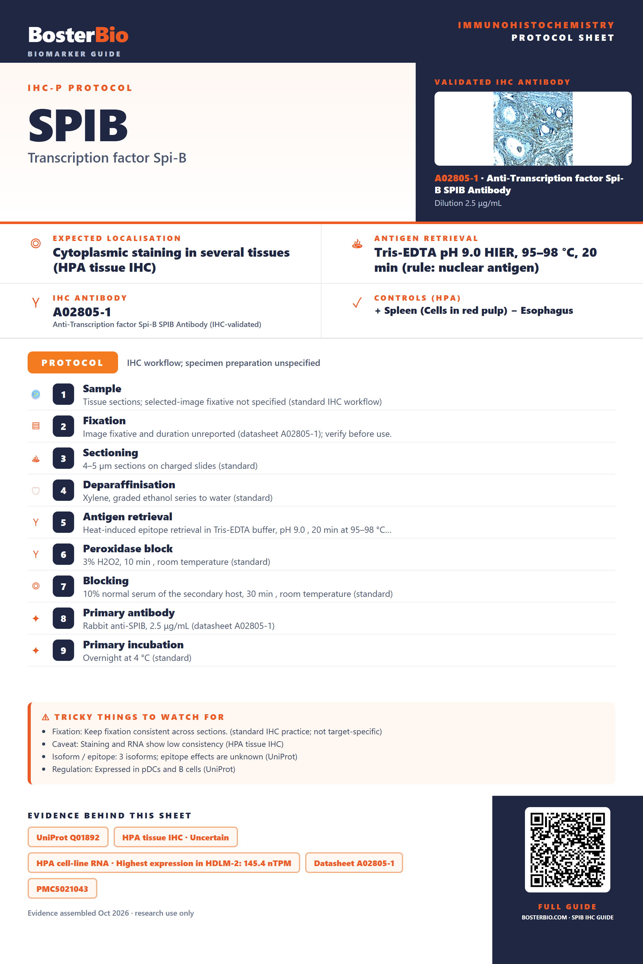 Immunohistochemistry protocol sheet for SPIB (IHC for SPIB): expected localisation Cytoplasmic staining in several tissues (HPA tissue IHC), antibody A02805-1, validated IHC image, and IHC protocol steps