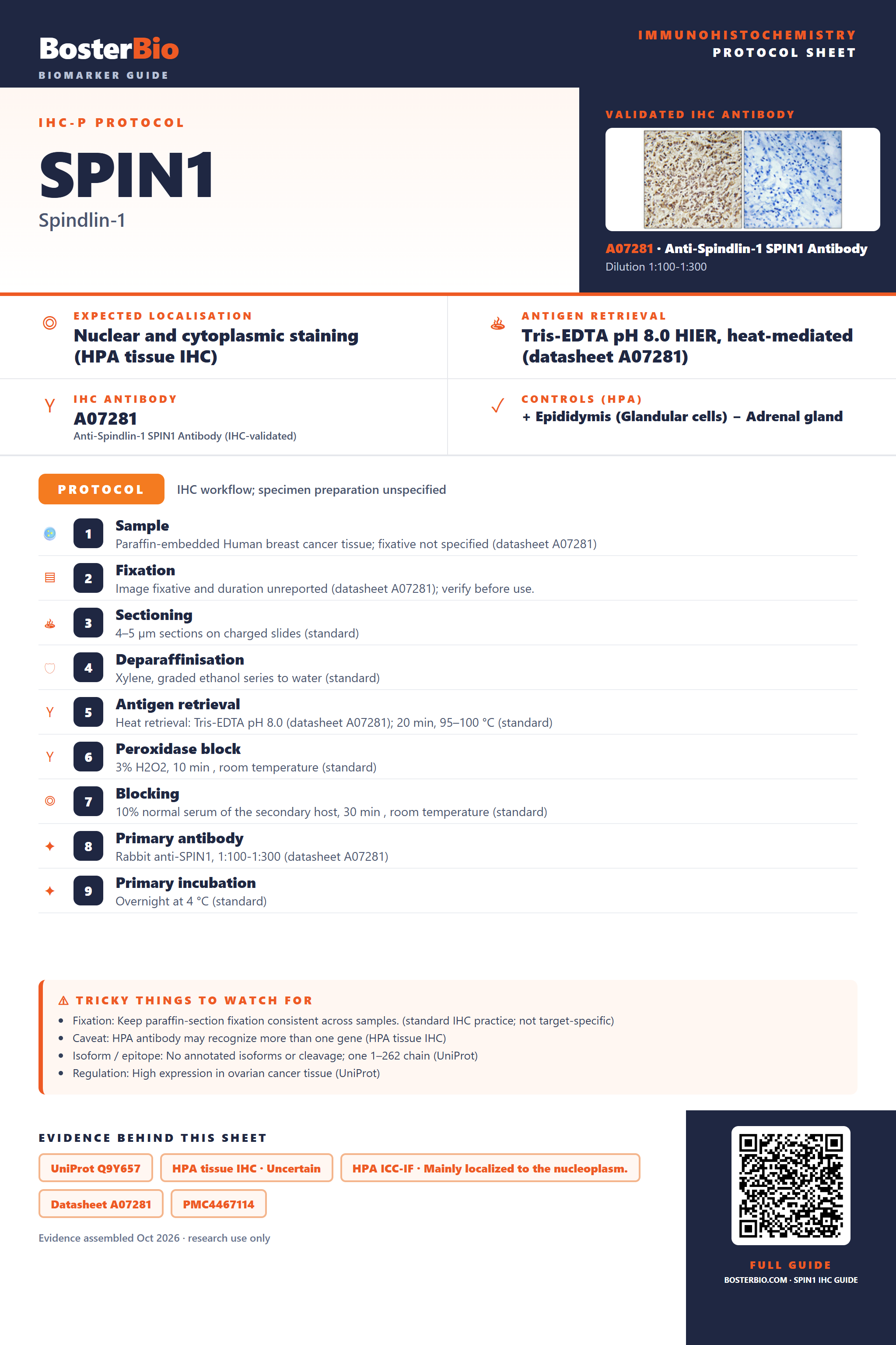 Immunohistochemistry protocol sheet for SPIN1 (IHC for SPIN1): expected localisation Nuclear and cytoplasmic staining (HPA tissue IHC), antibody A07281, validated IHC image, and IHC protocol steps