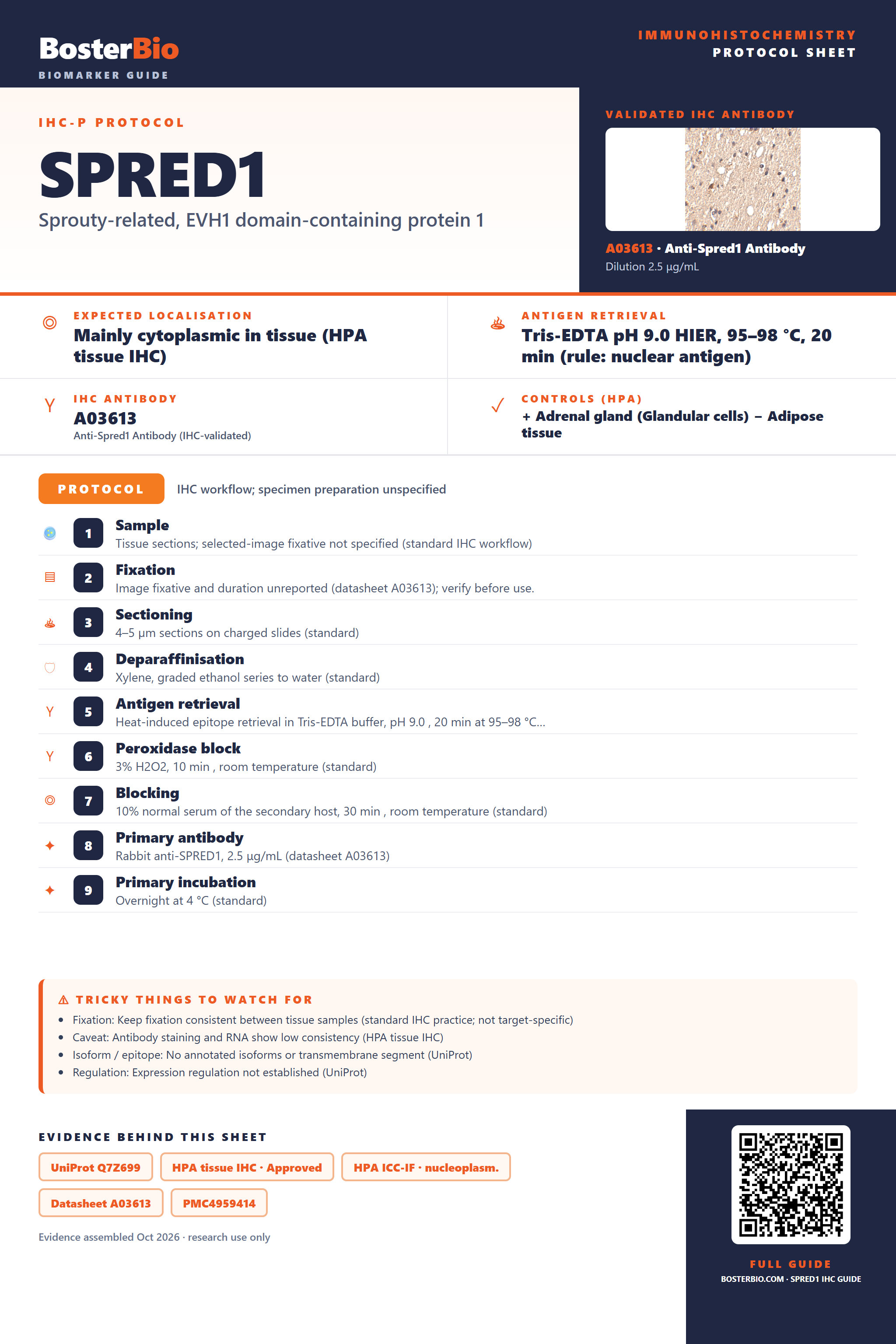 Immunohistochemistry protocol sheet for SPRED1 (IHC for SPRED1): expected localisation Mainly cytoplasmic in tissue (HPA tissue IHC), antibody A03613, validated IHC image, and IHC protocol steps