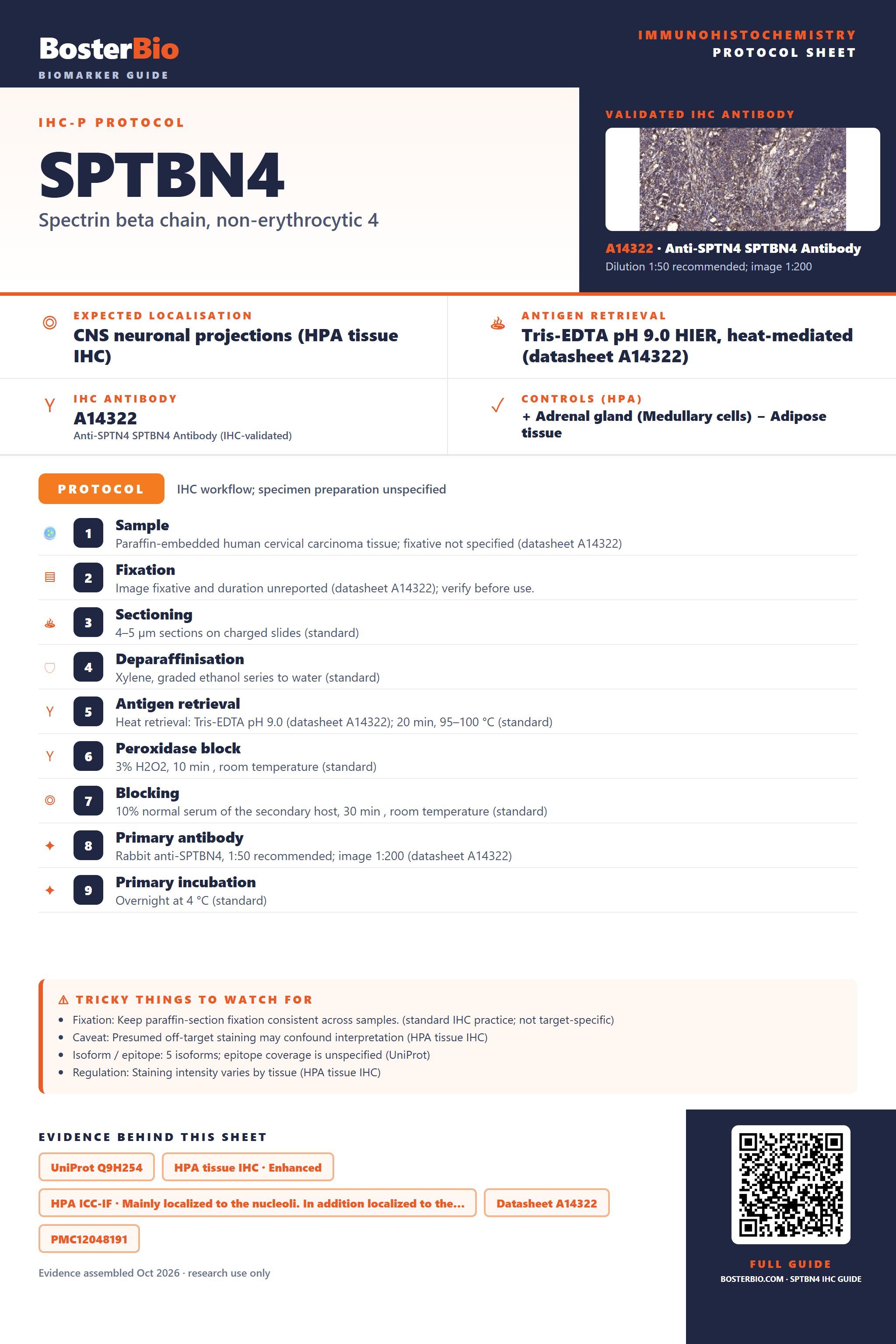 Immunohistochemistry protocol sheet for SPTBN4 (IHC for SPTBN4): expected localisation CNS neuronal projections (HPA tissue IHC), antibody A14322, validated IHC image, and IHC protocol steps